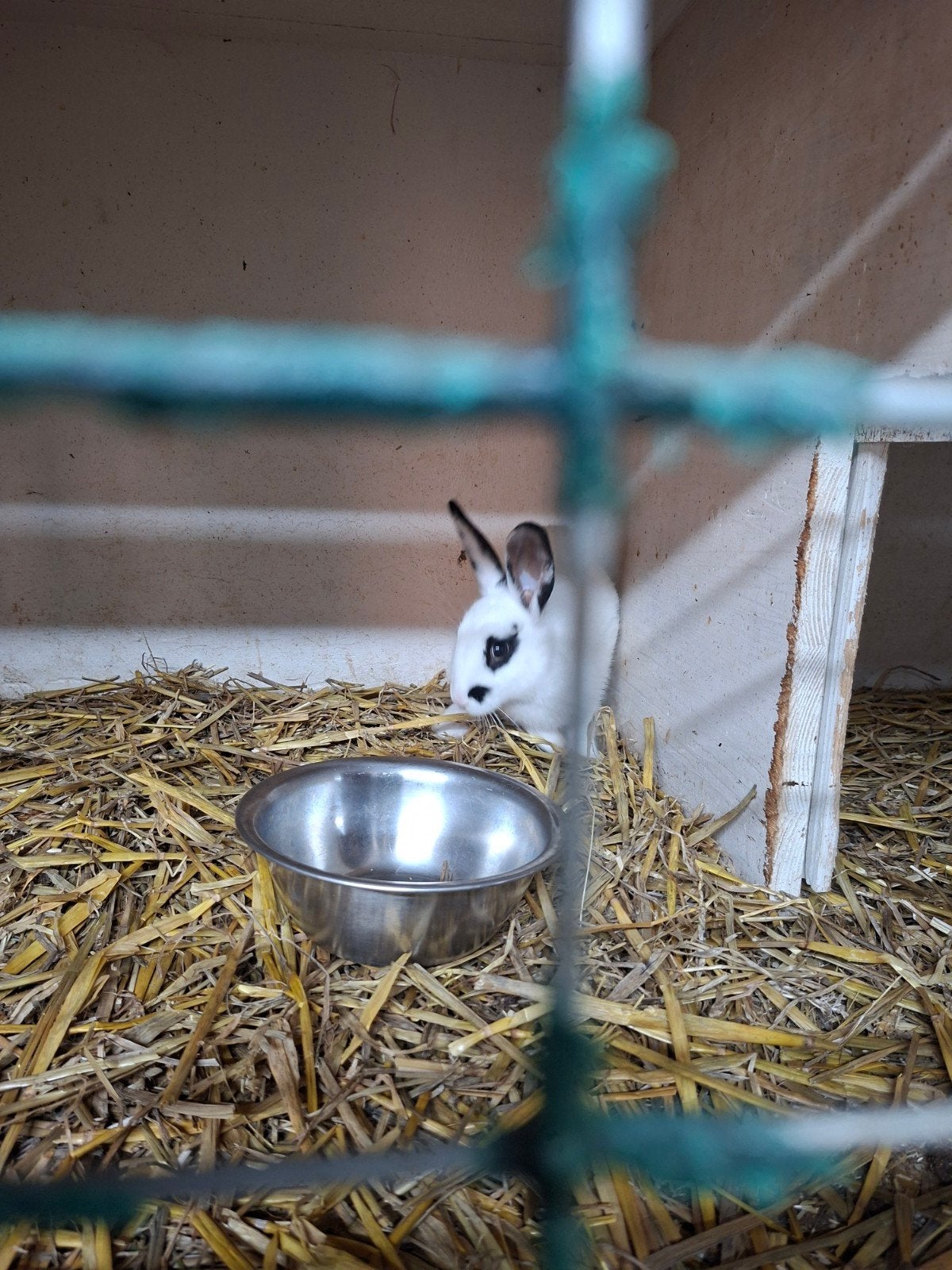 5 konijnen koopje, Dieren en Toebehoren, Konijnen, Meerdere dieren, Middelgroot, 0 tot 2 jaar