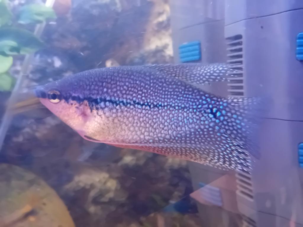 Tetra en zalmen en goerami s, Dieren en Toebehoren, Vissen | Aquariumvissen, Vis
