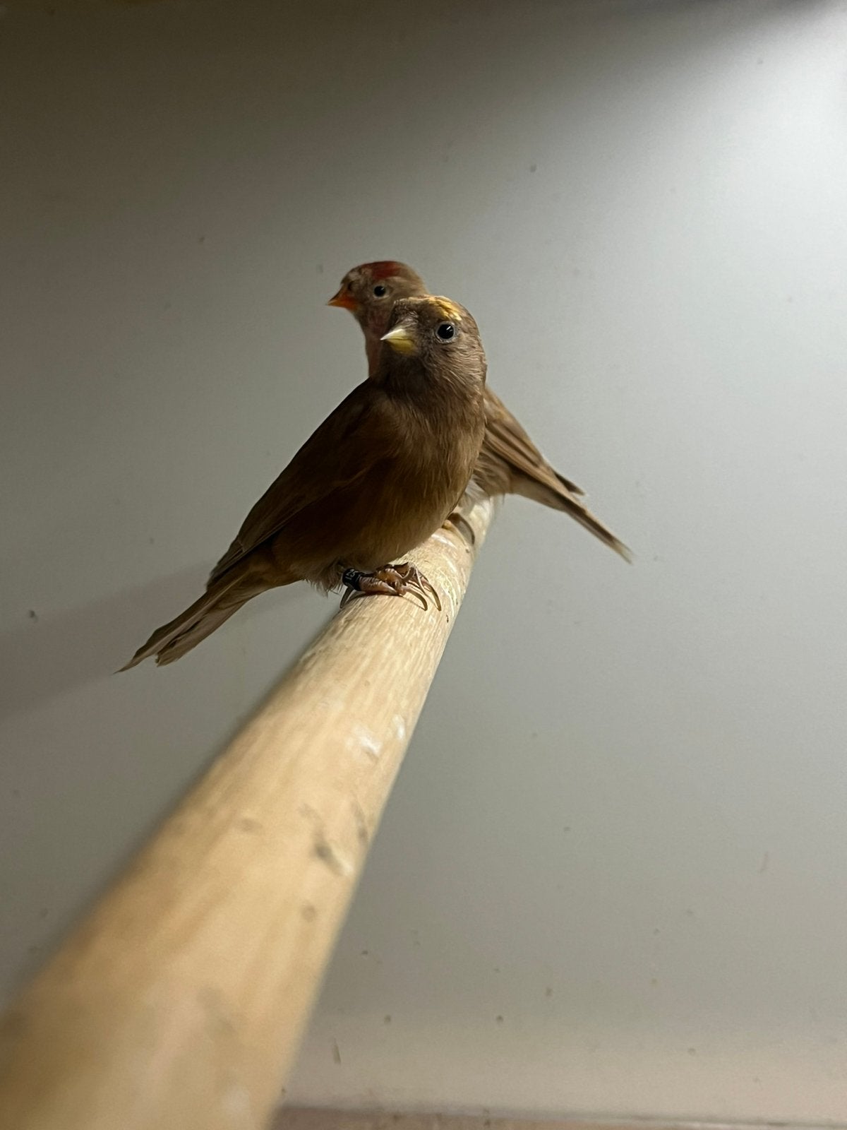Kleine Barmsijs Bruin, Meerdere dieren, Wildzangvogel, Geringd
