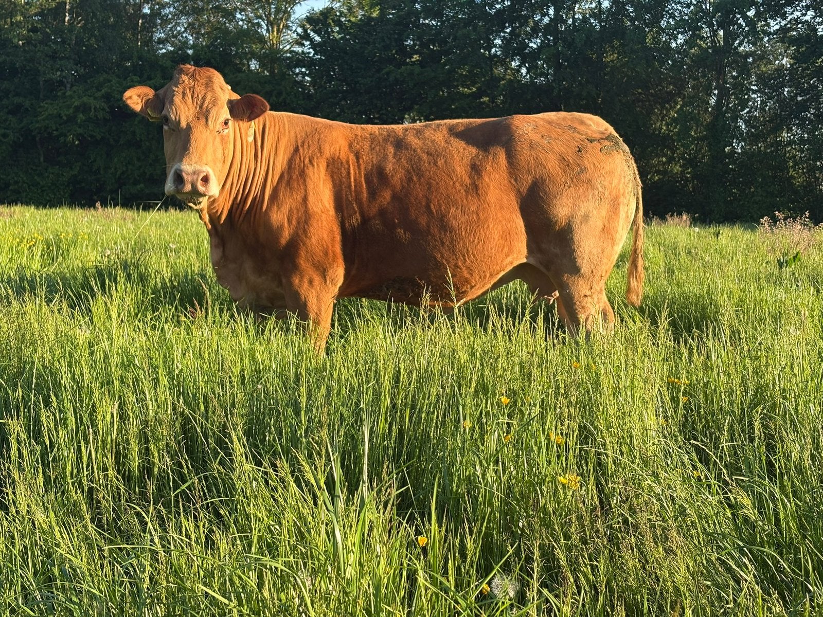 Rundvlees vlees vers van de boer bbq limousine rund, Ophalen
