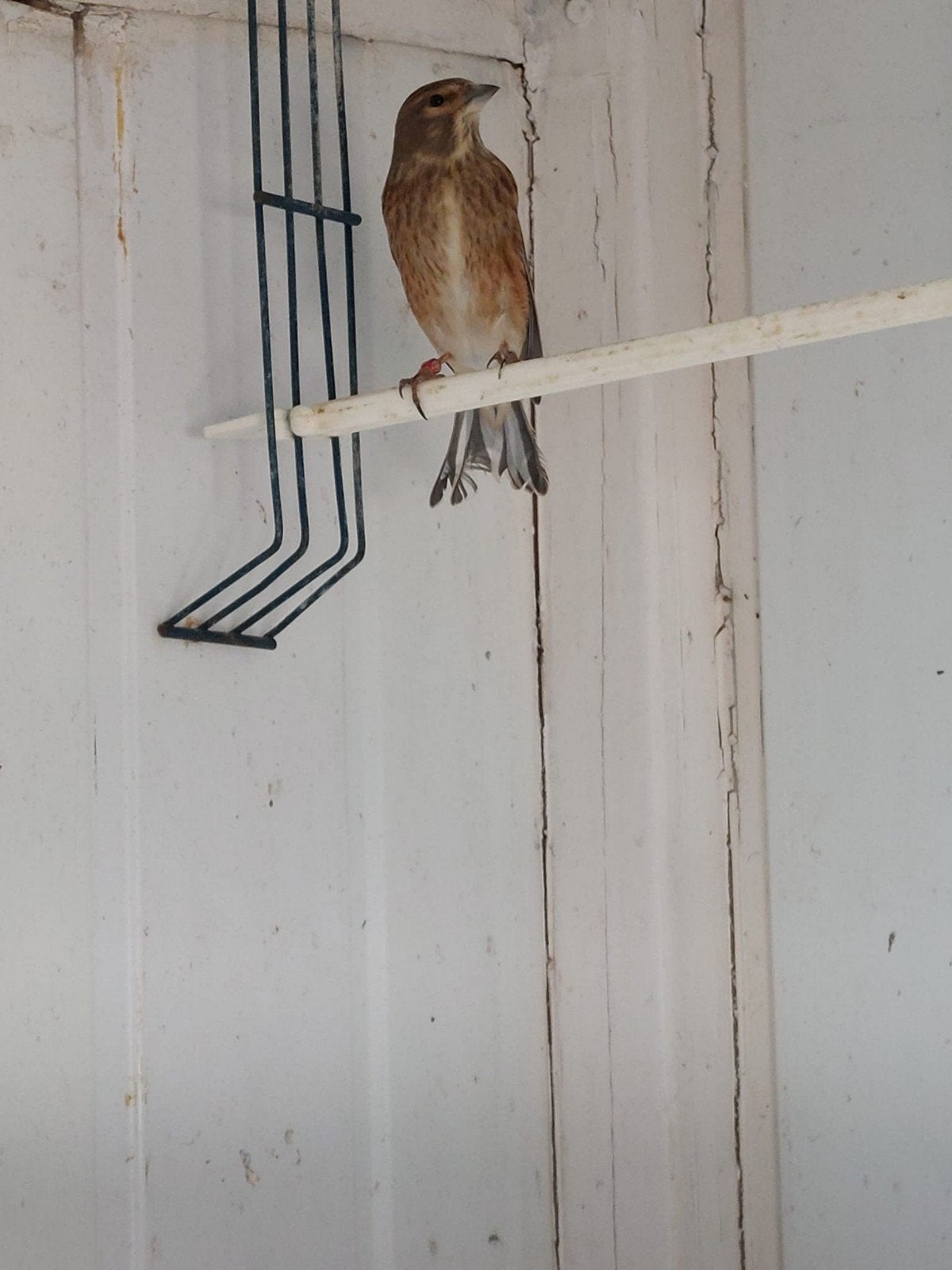 kneuter, Kneu, Mannelijk, Wildzangvogel, Geringd