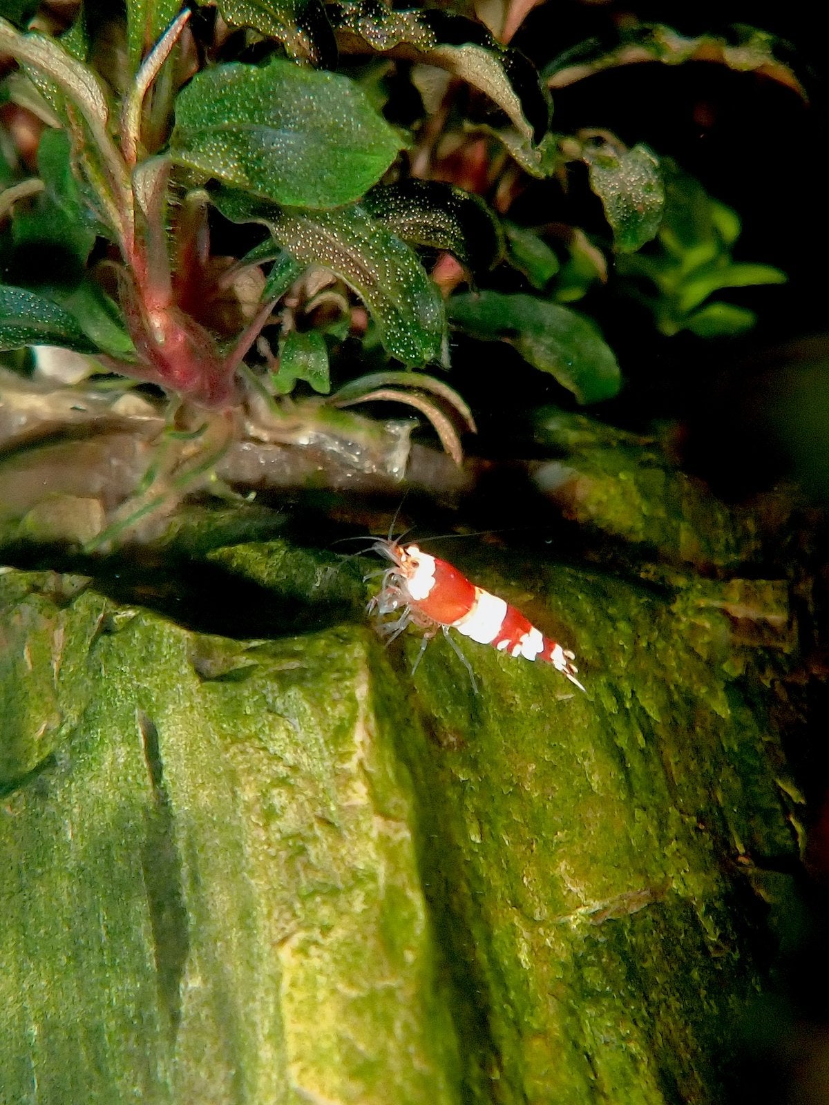 Crystal red garnalen, Kreeft, Krab of Garnaal