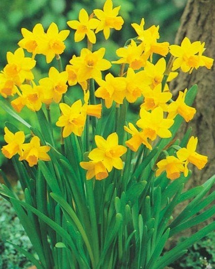 100 Narcissenbollen €10,-, Tuin en Terras, Ophalen of Verzenden, Najaar, Volle zon, Bloembol