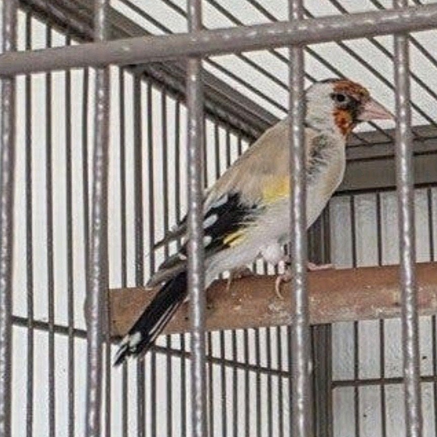 majoor putter pop  2025 geringd, Vrouwelijk, Wildzangvogel, Geringd