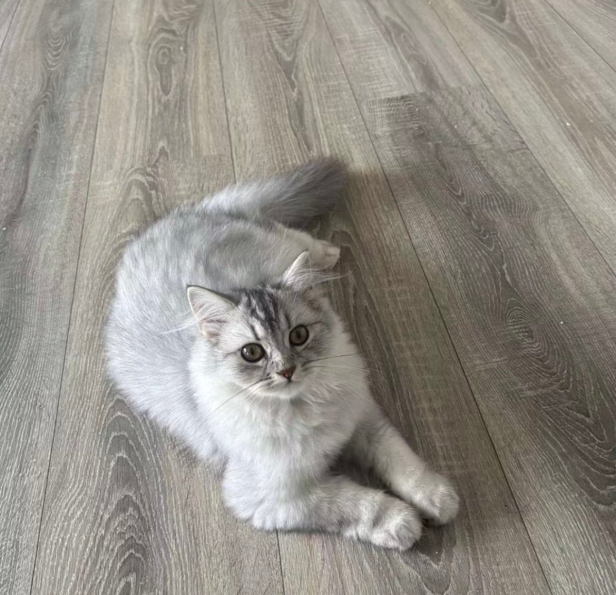Britse korthaar & langhaar, Poes, Kortharig, 0 tot 2 jaar