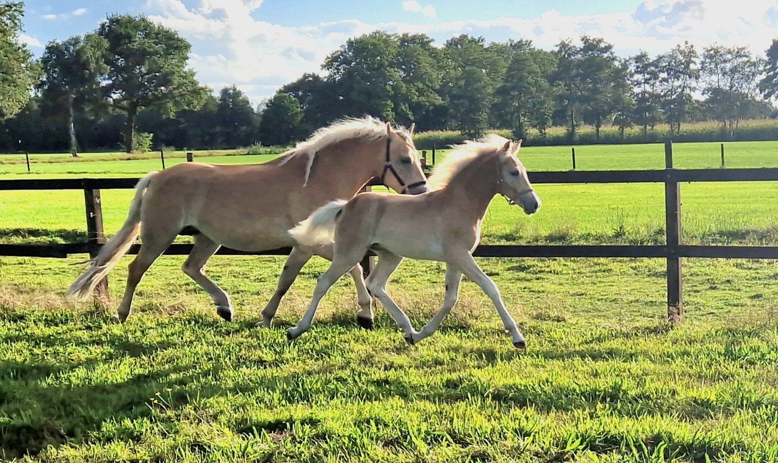 Lief & Super Bewegend Haflinger Hengstveulen, Dieren en Toebehoren, E pony (1.48m - 1.57m), Met stamboom, 0 tot 2 jaar, Hengst