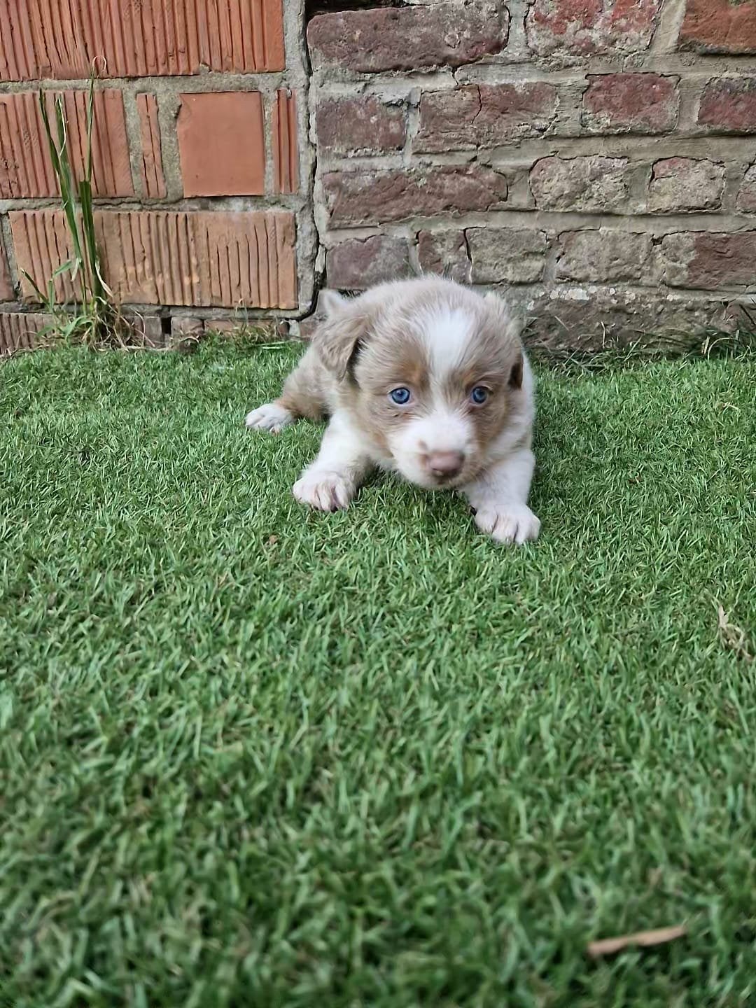 Knappe lilac border collies, Parvo, België, Particulier, 8 tot 15 weken