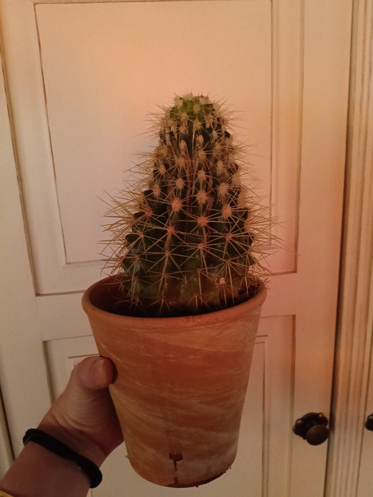 Cactus in terracotta pot, Ophalen