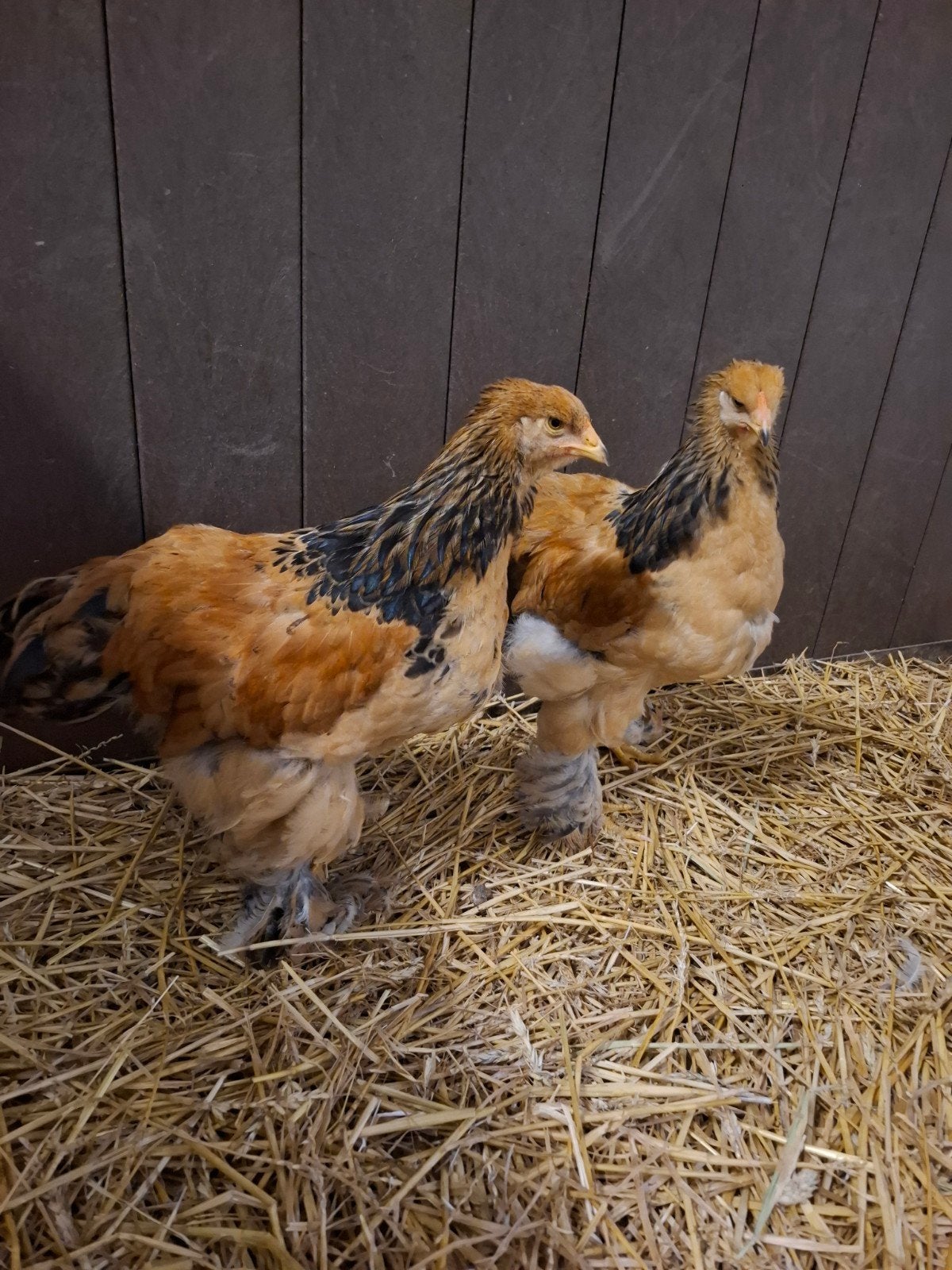 Brahma hanen (2), Dieren en Toebehoren, Mannelijk, Kip
