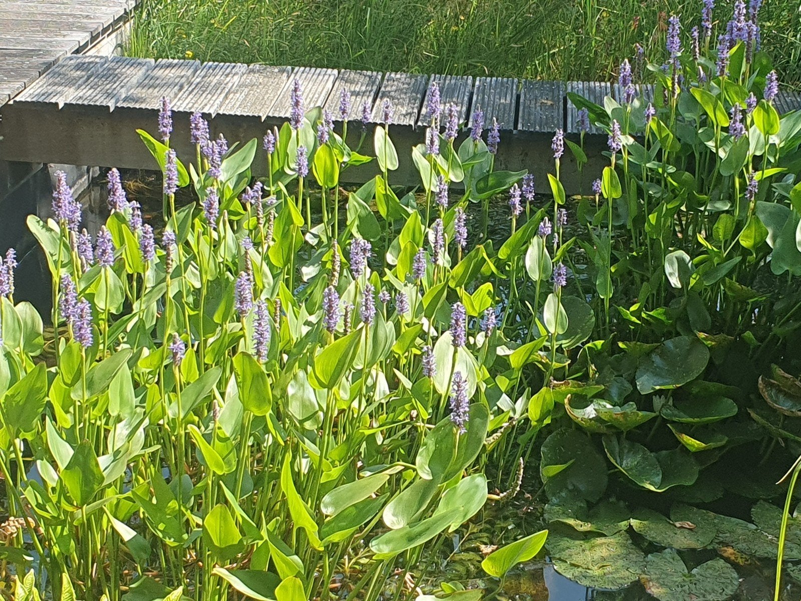 Pontederia cordata - Snoekkruid voor vijver en oever, Ophalen, Volle zon, Vaste plant, Zomer