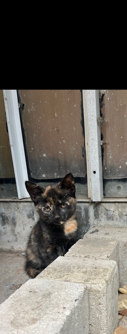 Schattige kitten ❤️, Dieren en Toebehoren, Katten en Kittens | Overige Katten, Poes, Kortharig, 0 tot 2 jaar