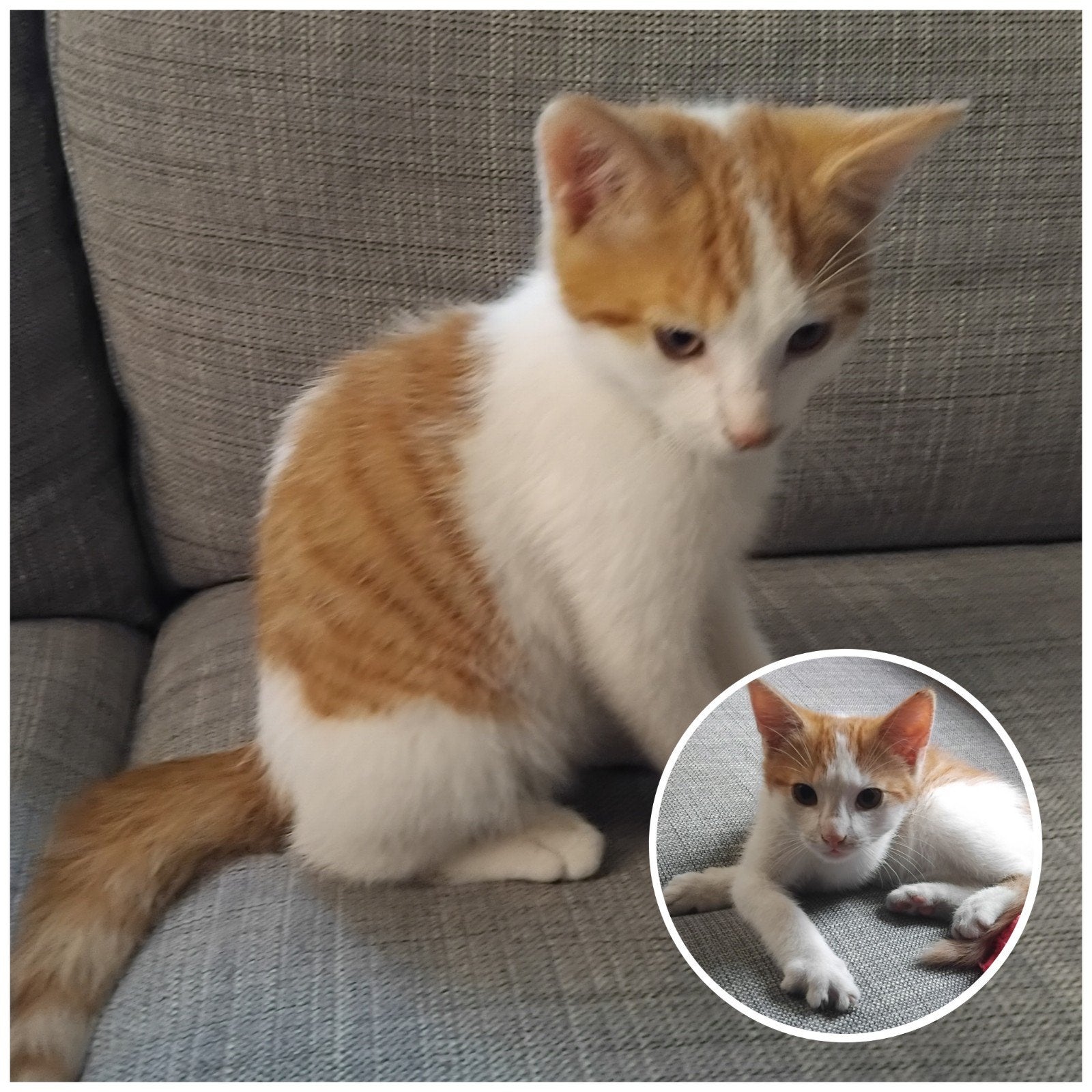 🐾Superlief kitten, rood wit  katertje ,zoekt gouden 🪹, Dieren en Toebehoren, Katten en Kittens | Overige Katten, Meerdere dieren