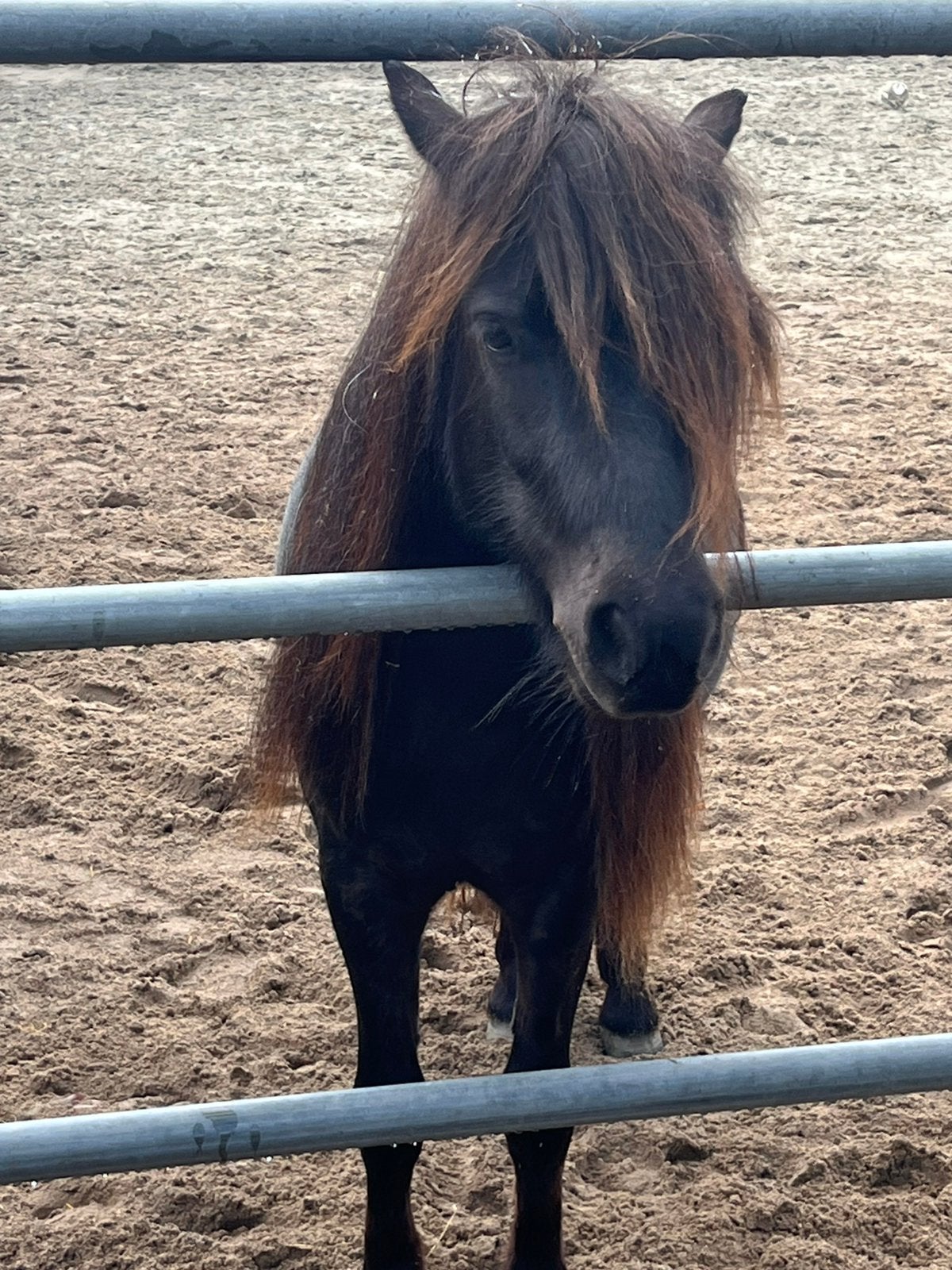 Gezellige verzorgster gezocht, Verzorging of Verzorgpony's