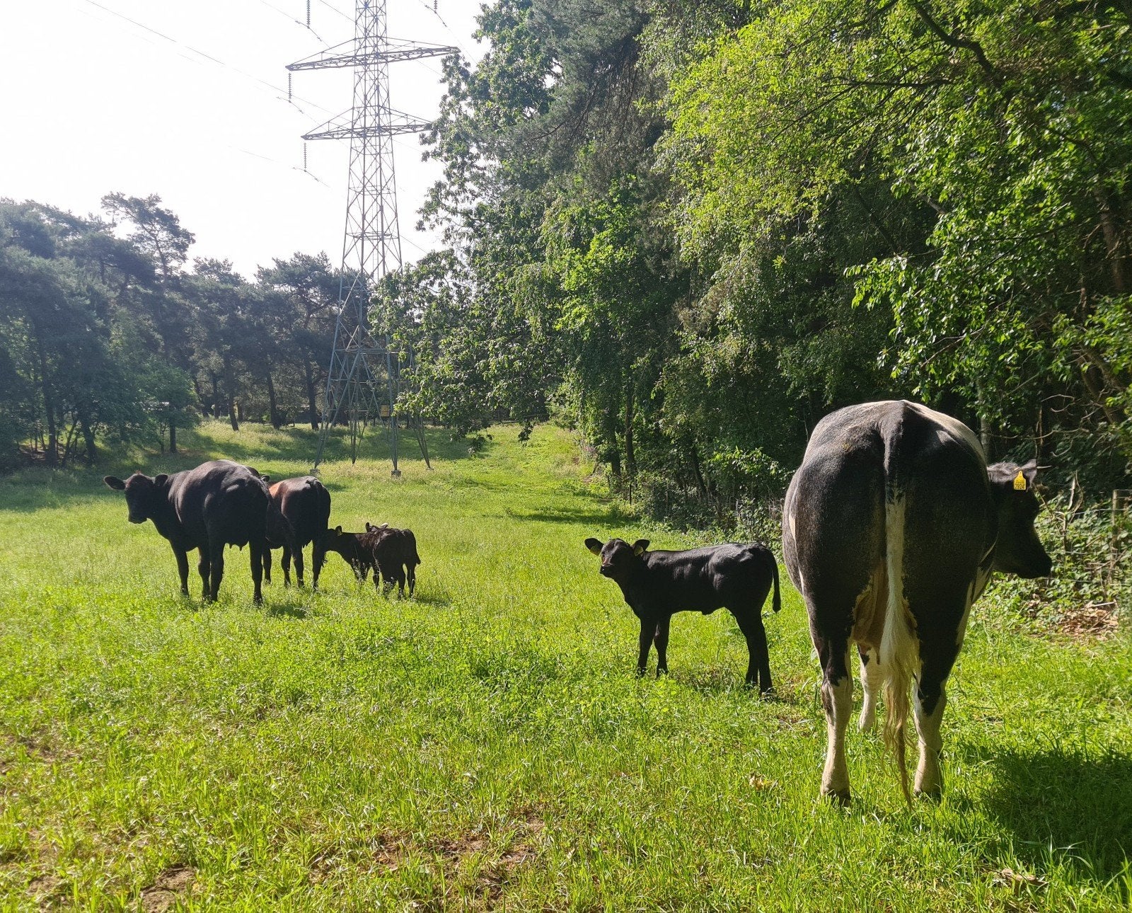 Gezocht weiland voor koeien, schapen of maaien