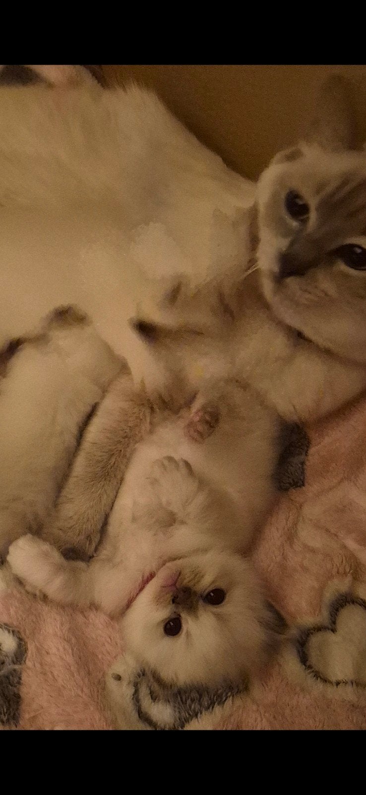 ragdoll kittens te koop, Meerdere dieren, Ontwormd, 0 tot 2 jaar