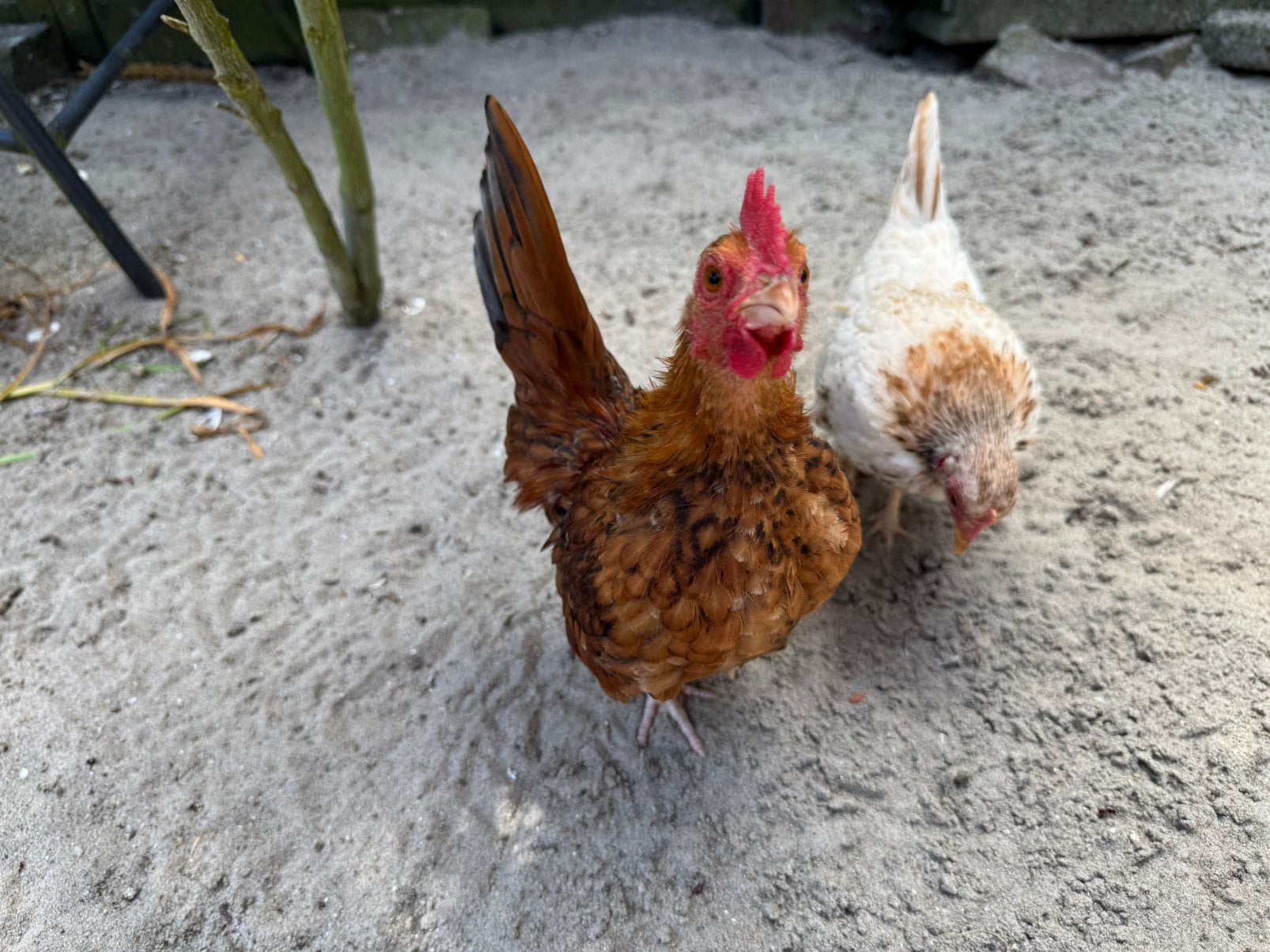 Tamme Serama haantjes, Dieren en Toebehoren, Mannelijk, Kip
