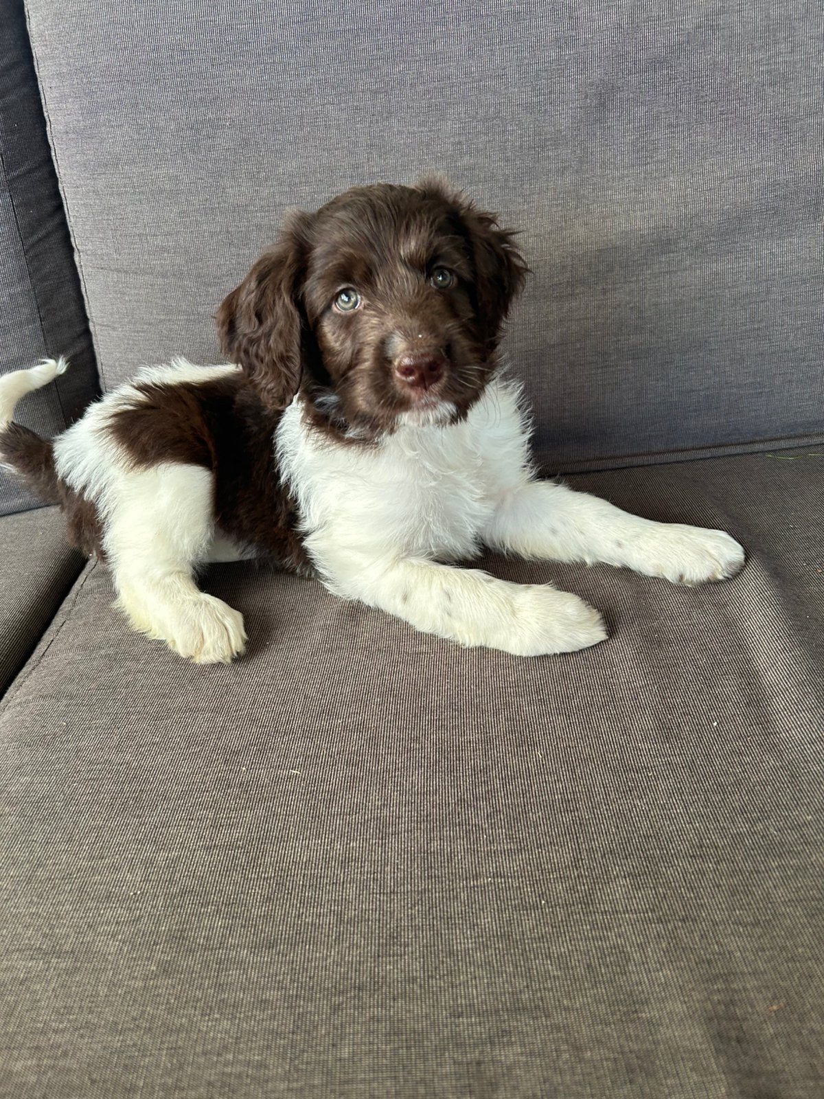 Prachtige Heidewachtel mix pups, Dieren en Toebehoren, Nederland, Parvo, Overige rassen, 8 tot 15 weken