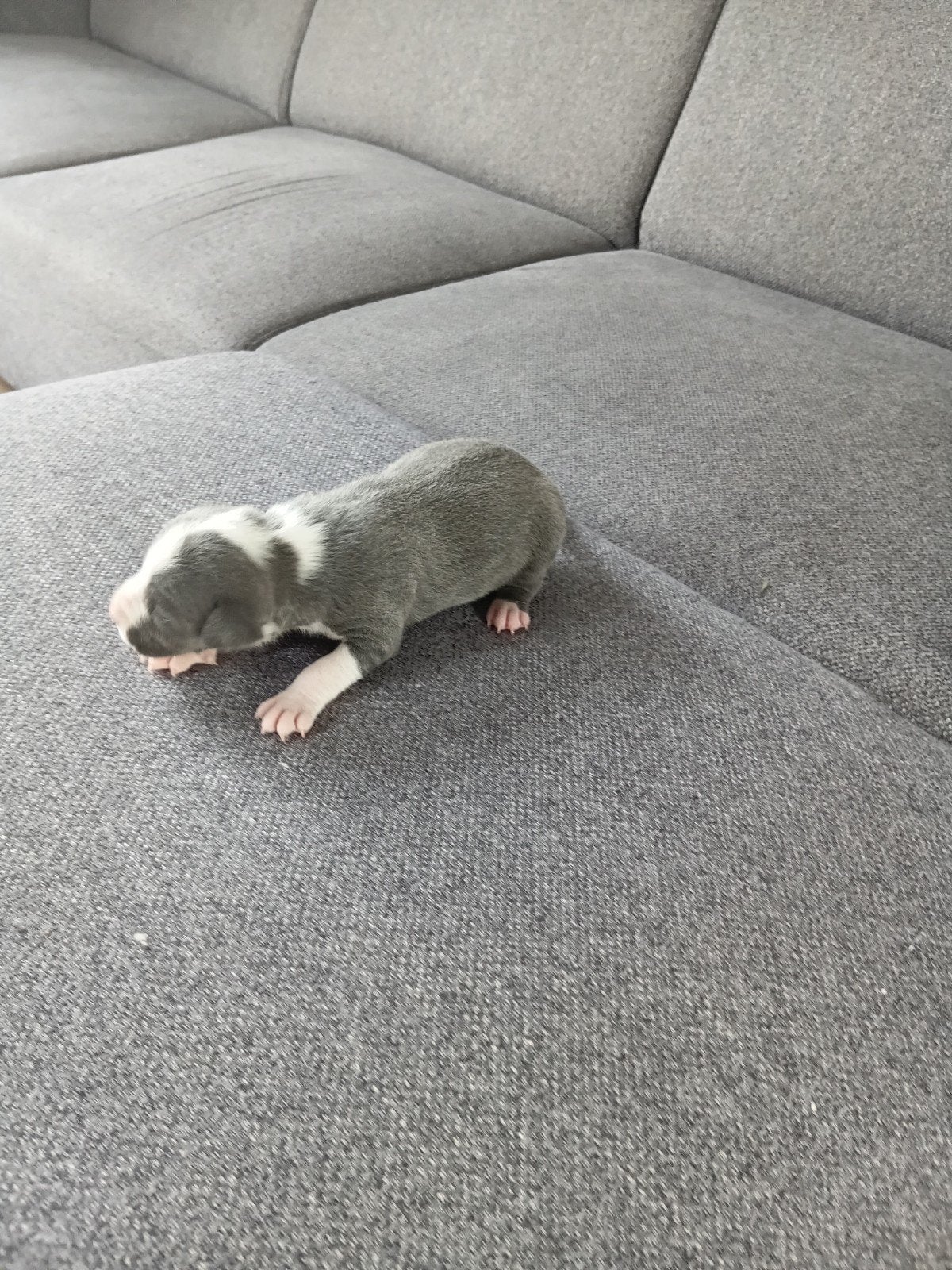 stafford pups/bleau pitbull, 8 tot 15 weken, Meerdere, Meerdere dieren, Nederland