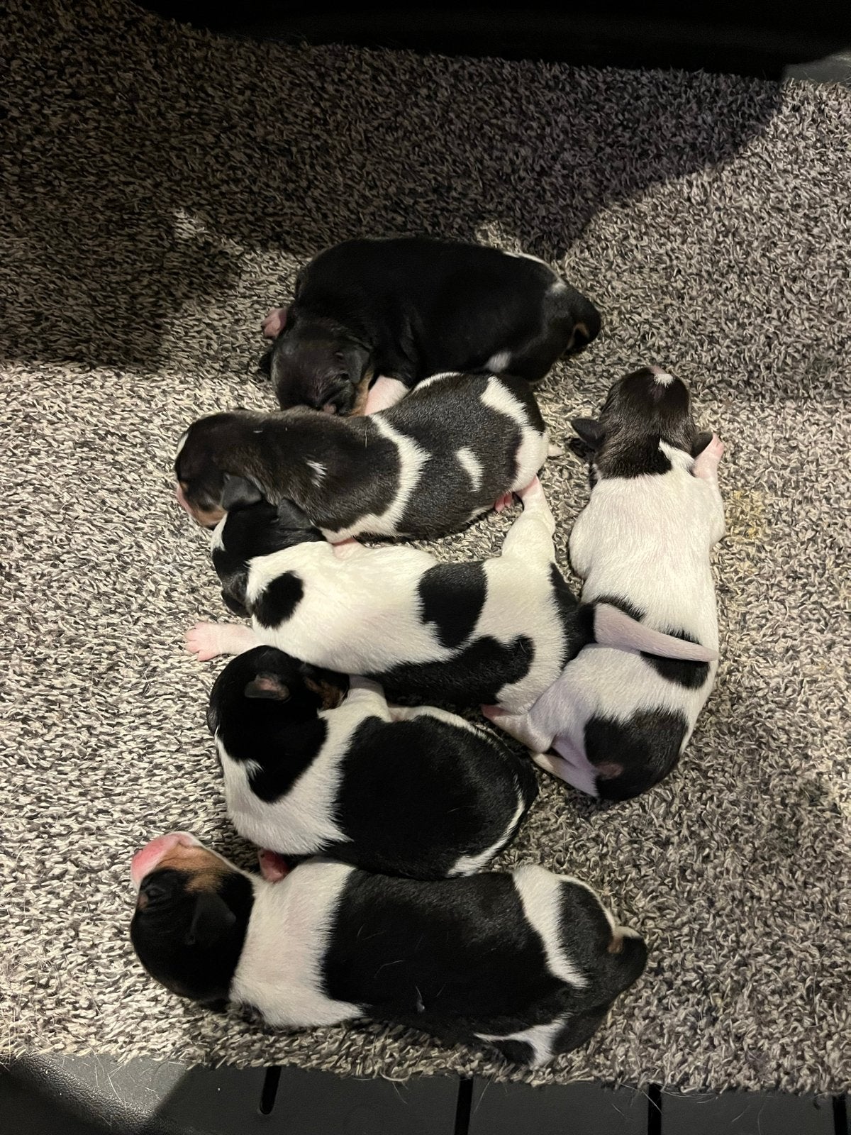 Boerenfox puppy, Dieren en Toebehoren, Honden | Niet-rashonden, Middel, Teef, Fokker | Hobbymatig, Meerdere, Nederland, 8 tot 15 weken
