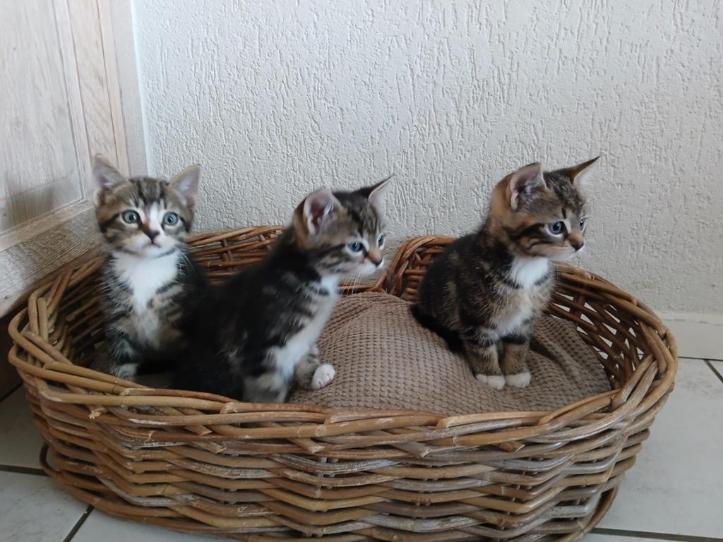 Kittens, Dieren en Toebehoren, Katten en Kittens | Overige Katten, Meerdere dieren
