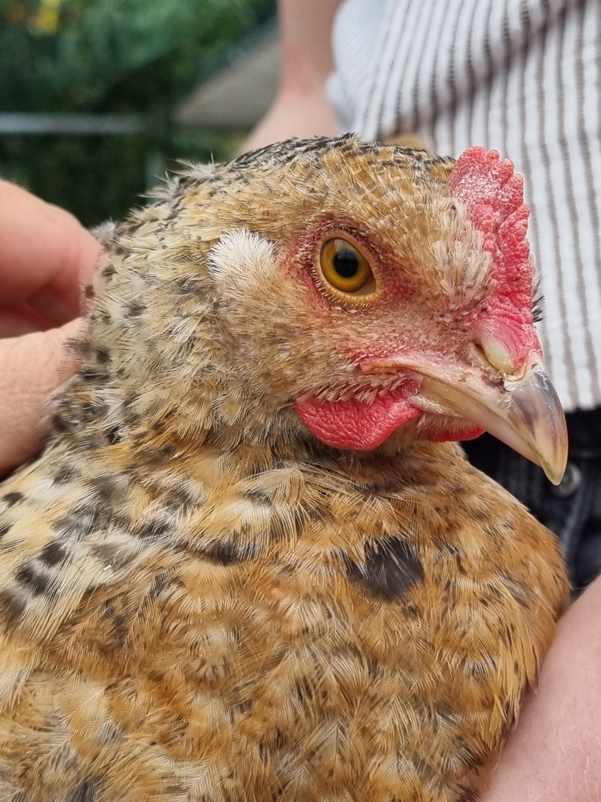 Lief Brahma kleurlegger haantje, Dieren en Toebehoren, Mannelijk, Kip