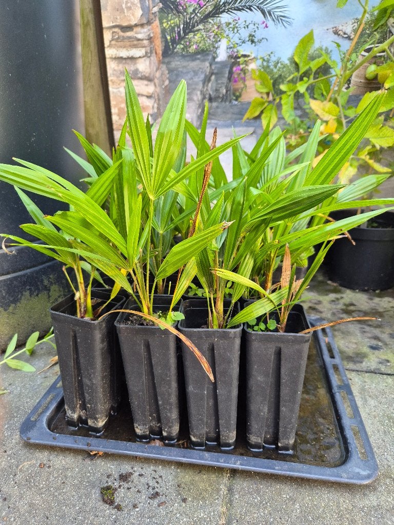 Trachycarpus fortunei Chinese waaierpalm, Vaste plant, Halfschaduw, Zomer, Ophalen