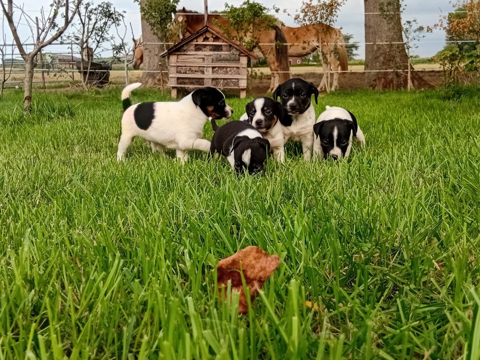 echte boerenfox pups, 8 tot 15 weken, Meerdere, Meerdere dieren, Klein