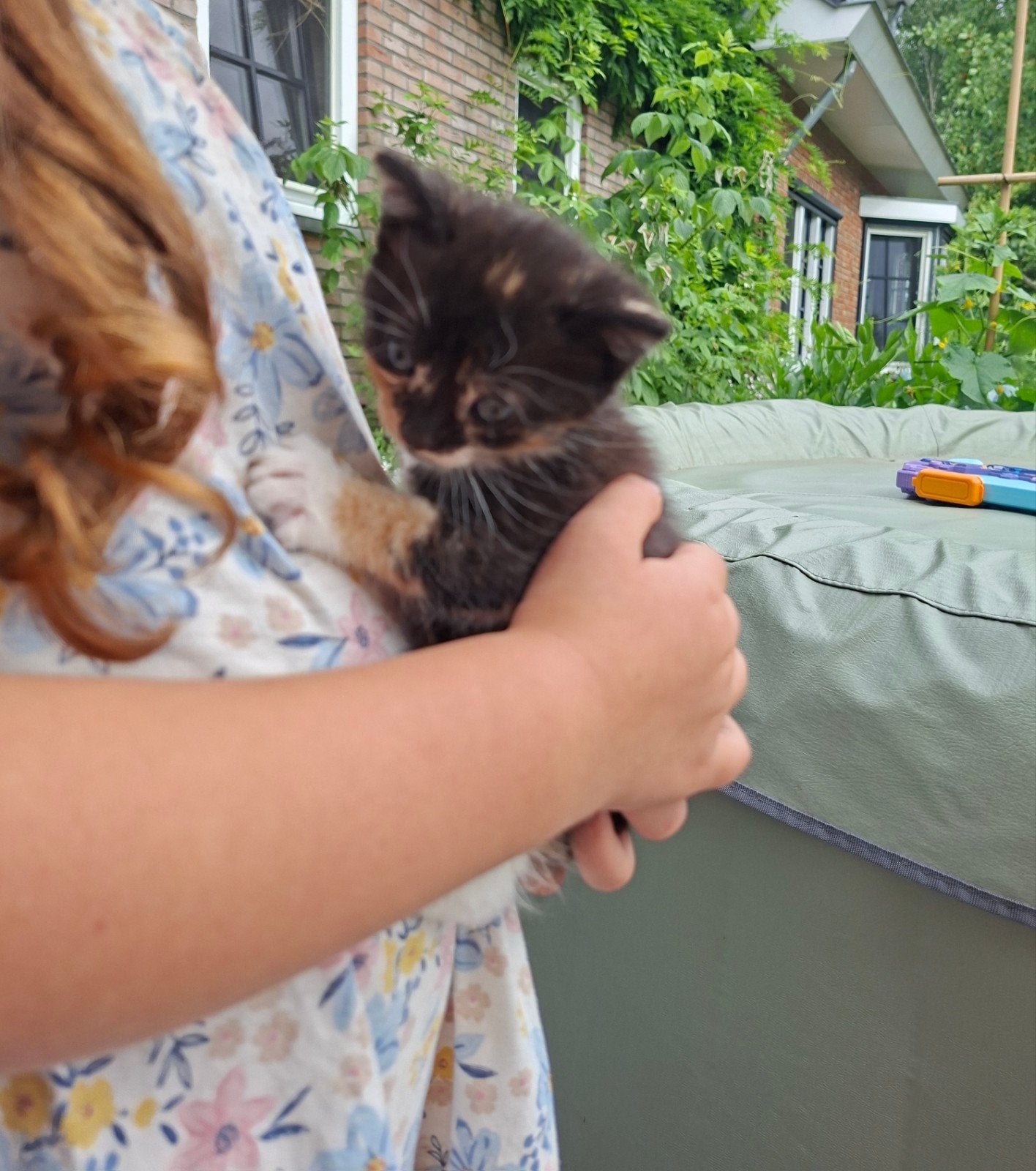 Lieve sociale Kittens, Meerdere dieren