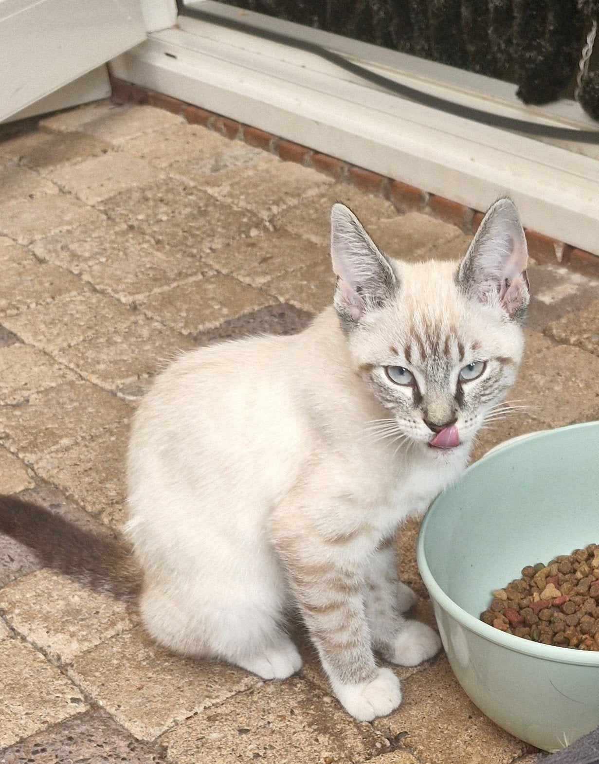 2 kittens, Dieren en Toebehoren, Meerdere dieren, 0 tot 2 jaar