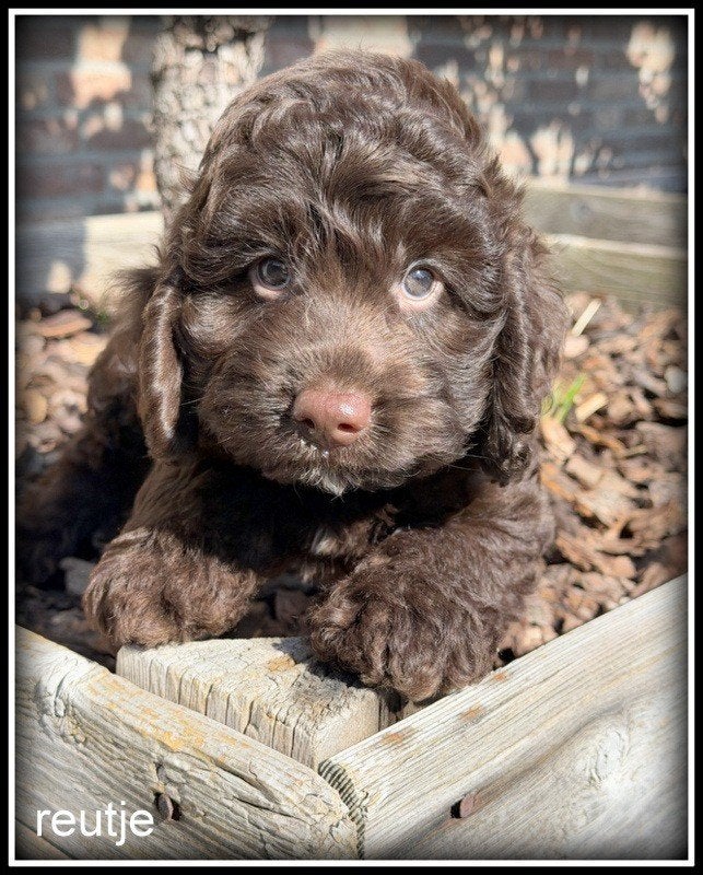Boompoo F1b pups middelslag. ( Boomer x Poedel ), Nederland, Parvo, Overige rassen, 8 tot 15 weken