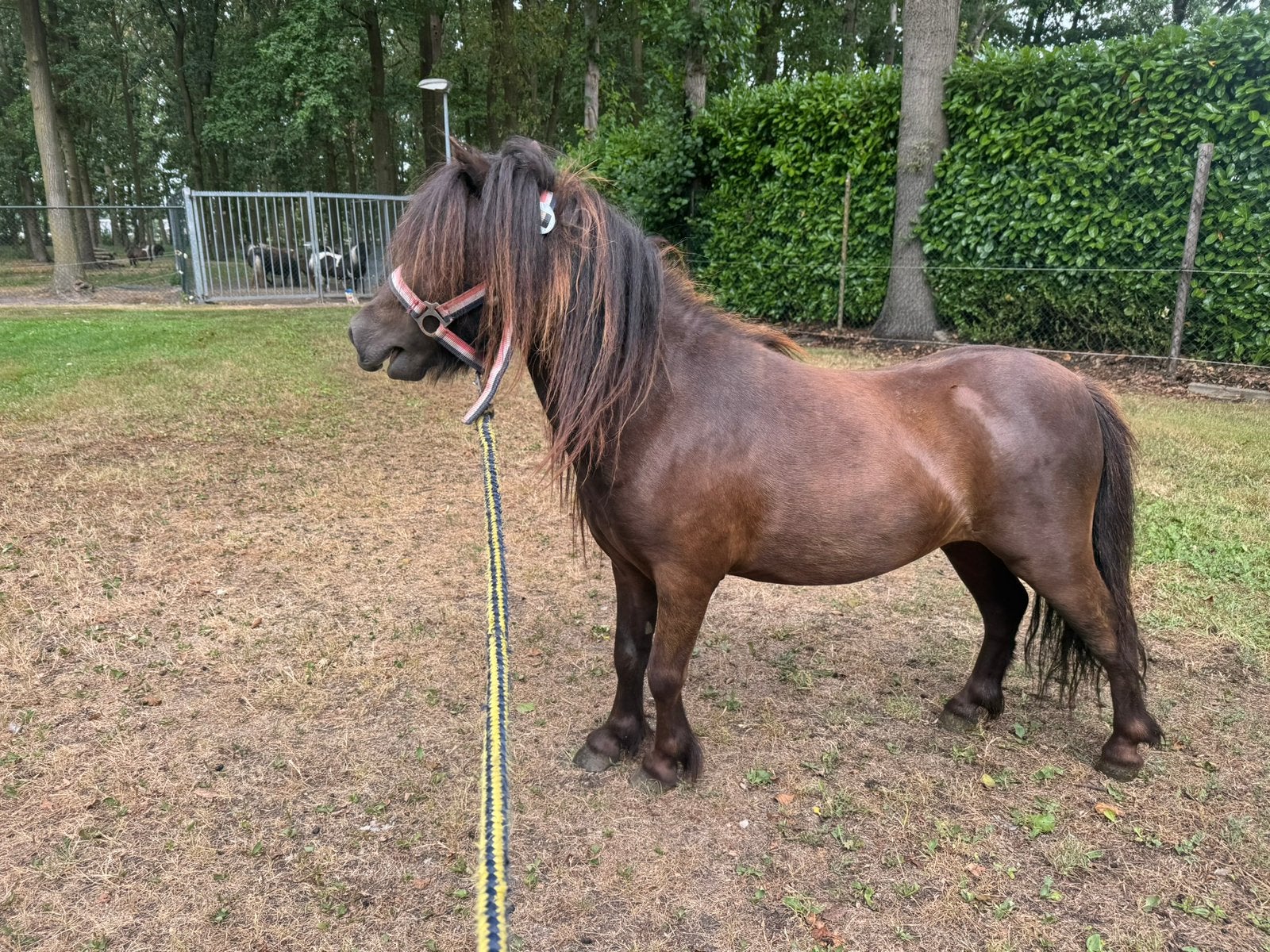 shetlander, Dieren en Toebehoren, Pony's, Hengst, Onbeleerd, A pony (tot 1.17m), 0 tot 2 jaar