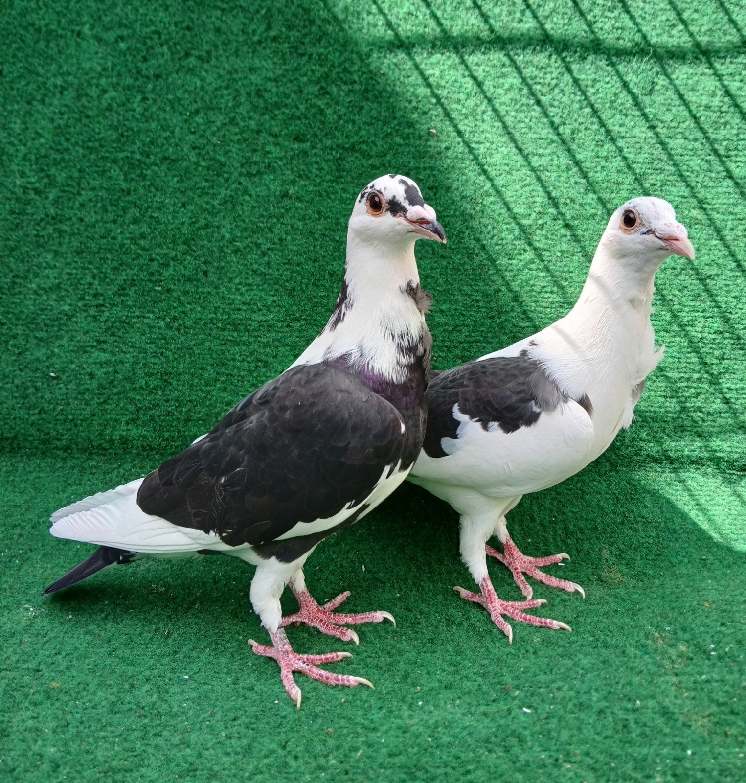 Zwartbonte postduif met jabot, Dieren en Toebehoren, Meerdere dieren, Postduif