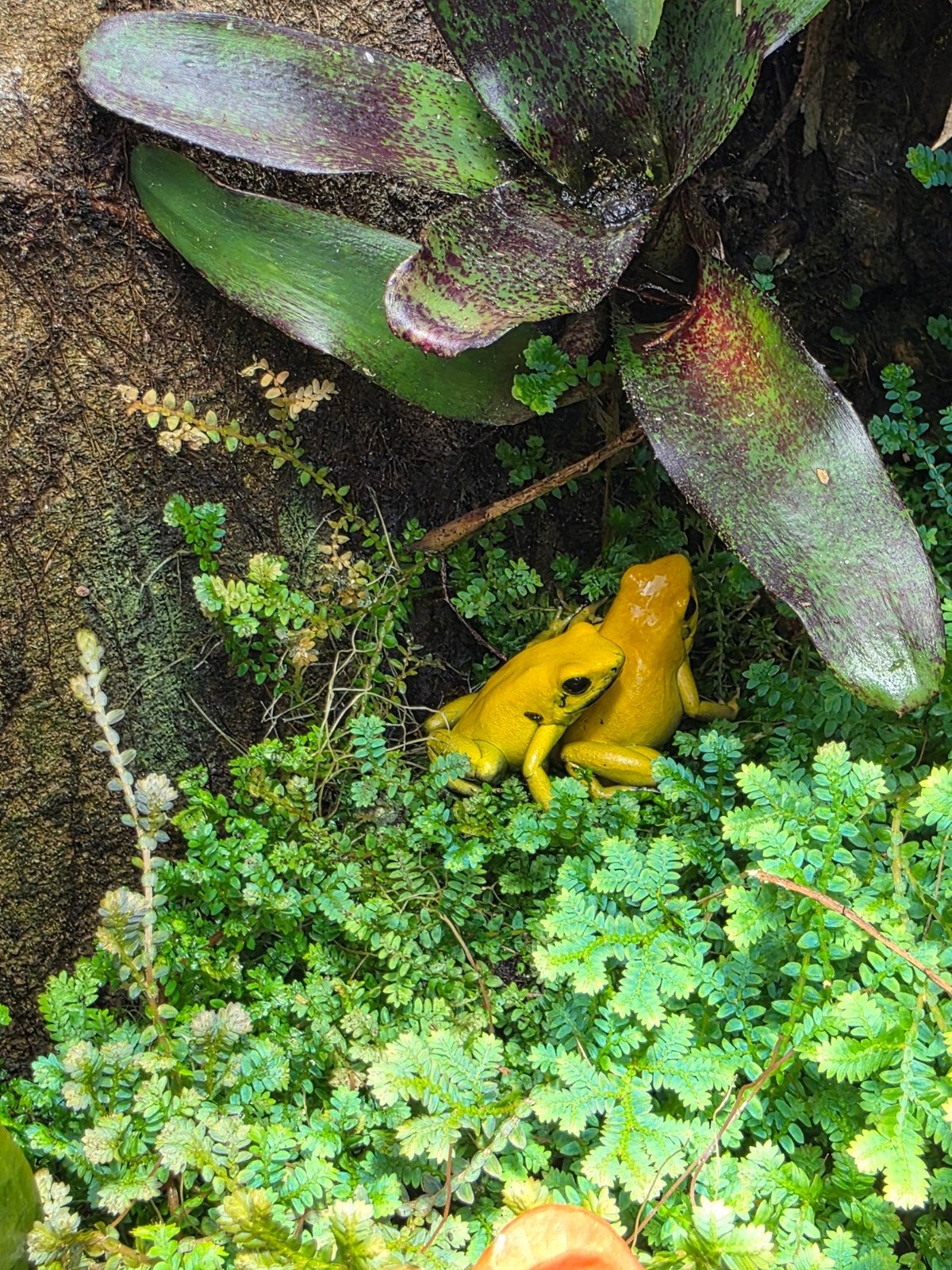 Phyllobates terribilis koppel te koop Frog - male for sale from Johnny