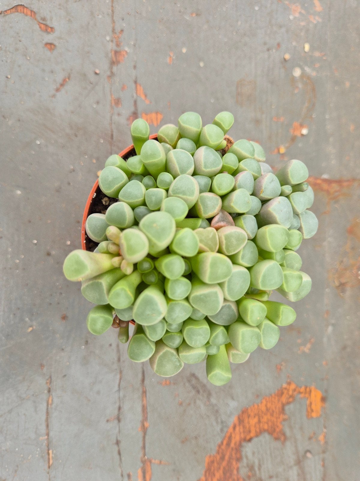 Fenestraria rhopalophylla p8, Huis en Inrichting, Ophalen of Verzenden, Halfschaduw, Minder dan 100 cm