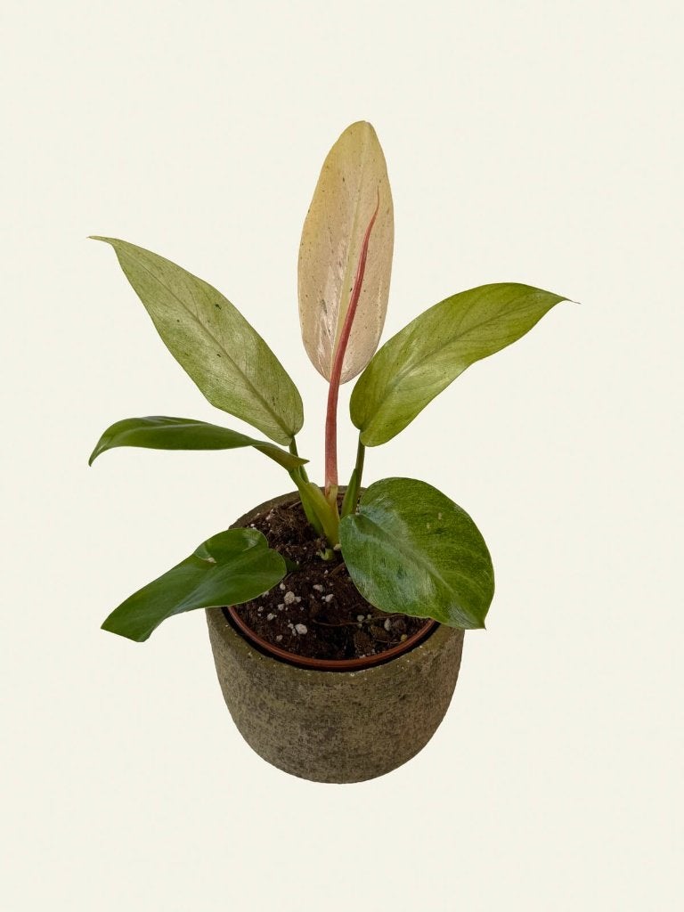Philodendron Whipple Way, Huis en Inrichting, Kamerplanten, Ophalen of Verzenden, In pot, Halfschaduw, Minder dan 100 cm