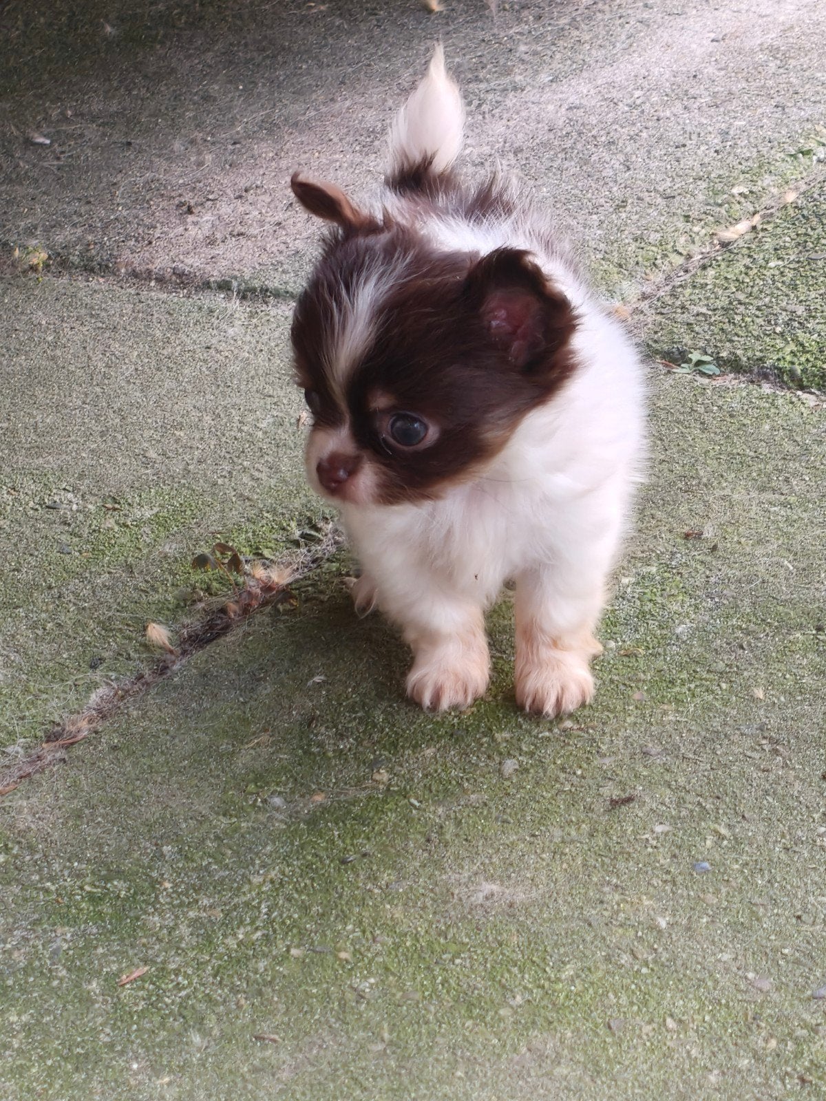 Prachtige chihuahua pup, Dieren en Toebehoren, Honden | Chihuahua's en Gezelschapshonden, Parvo, 8 tot 15 weken, Teef, Meerdere