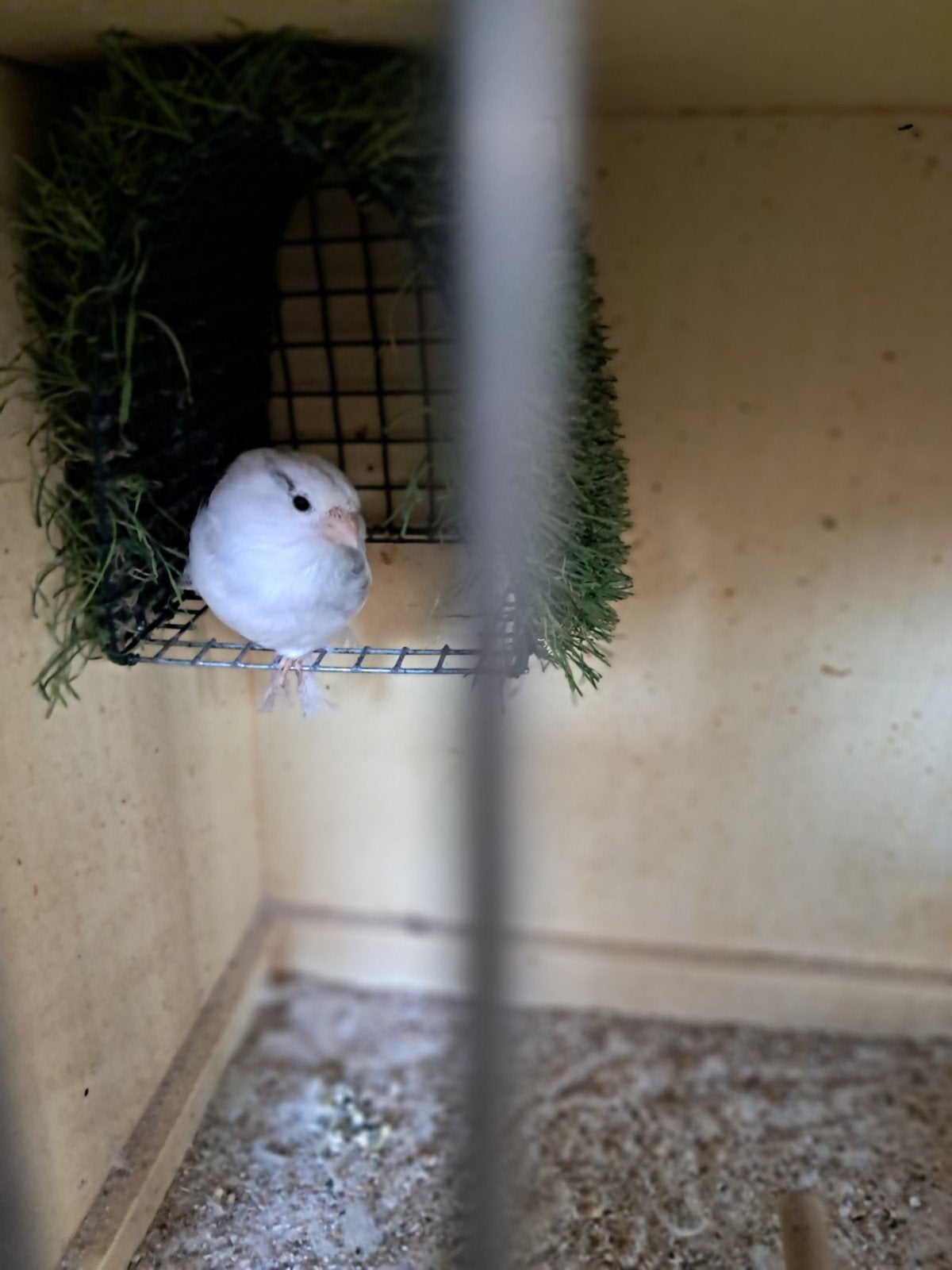 goudvinken, Dieren en Toebehoren, Vogels | Overige Vogels, Meerdere dieren, Wildzangvogel
