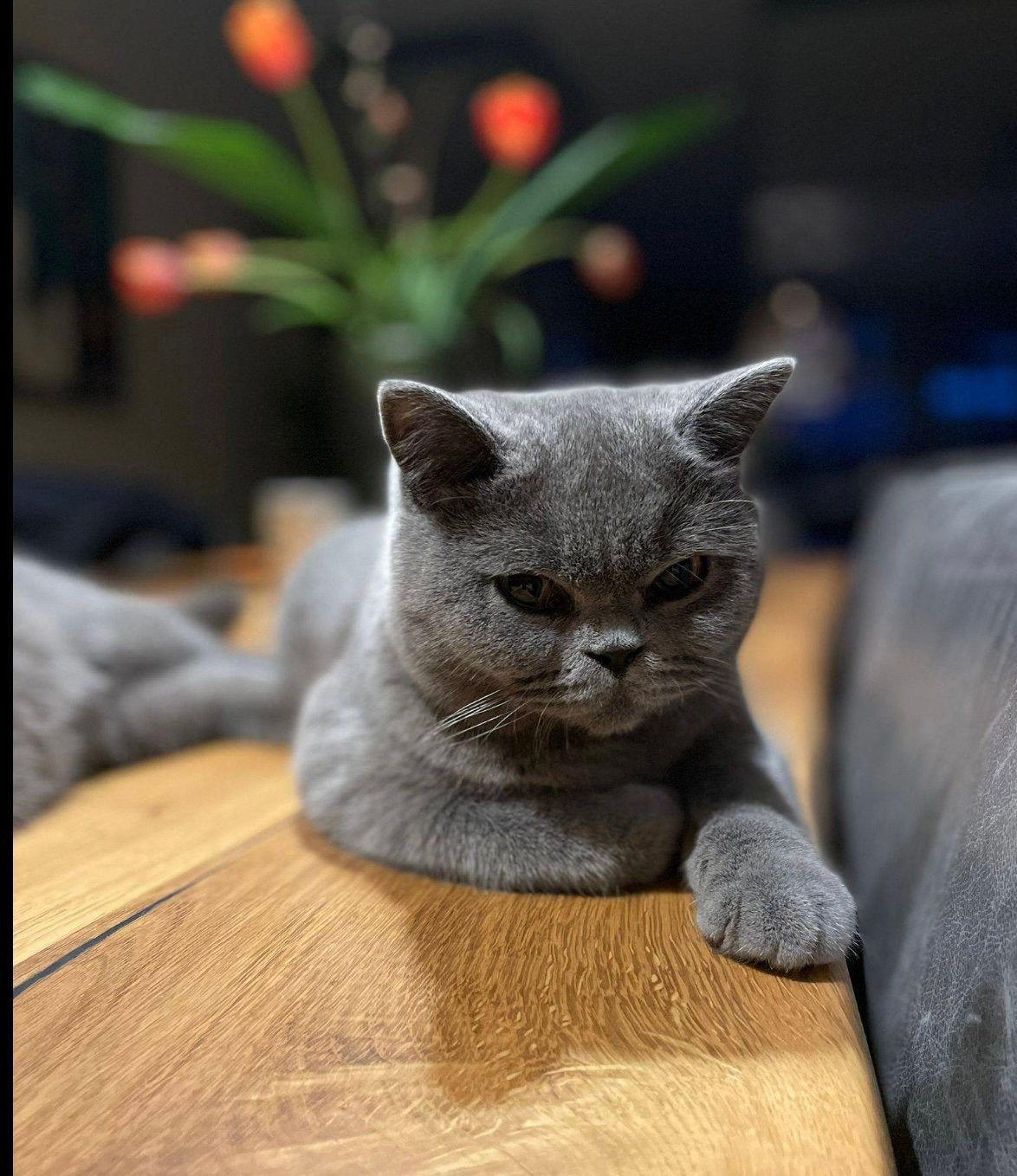 KITTEN Britse korthaar GRATIS AF TE HALEN, Meerdere dieren