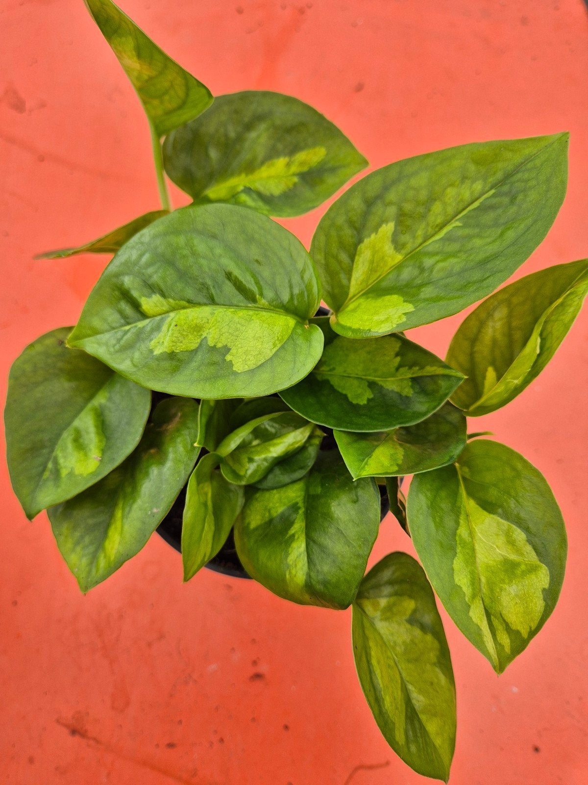 Epipremnum pinnatum Global Green p12, Ophalen of Verzenden, Halfschaduw, Minder dan 100 cm