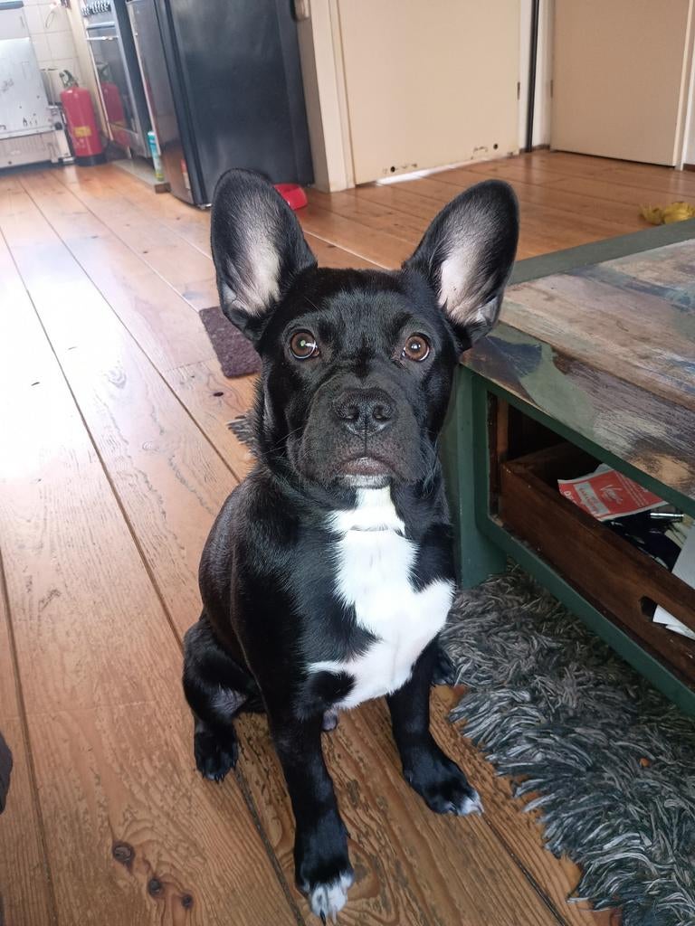 Jonge lieve pup 8mnd zoekt nieuw thuis, Dieren en Toebehoren, Honden | Bulldogs, Pinschers en Molossers, 15 weken tot 1 jaar, Reu