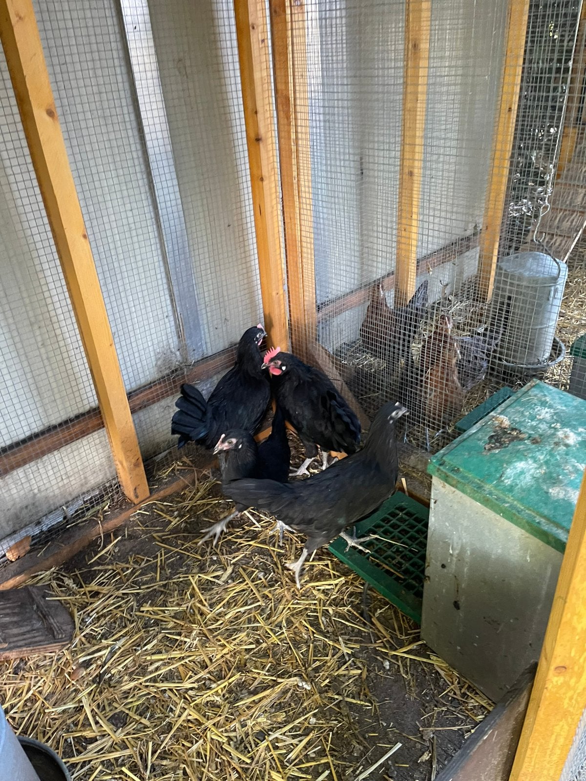 Te koop toom  Friese hoen zwart, Dieren en Toebehoren, Pluimvee, Meerdere dieren, Kip