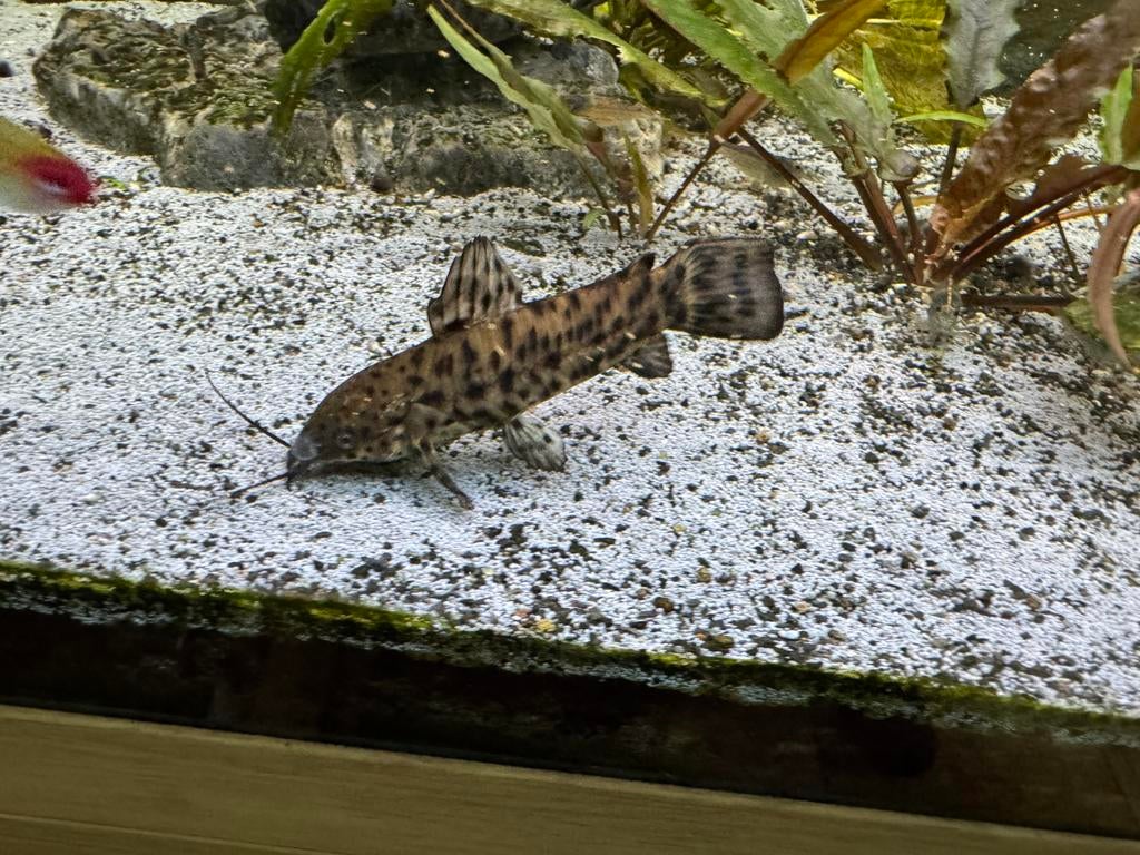 3x Kwiwi meerval volwassen - €10 totaal, Dieren en Toebehoren, Vissen | Aquariumvissen, Vis