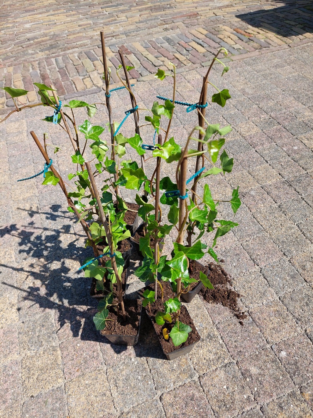 Hedera, Ophalen, Overige soorten, 100 tot 250 cm