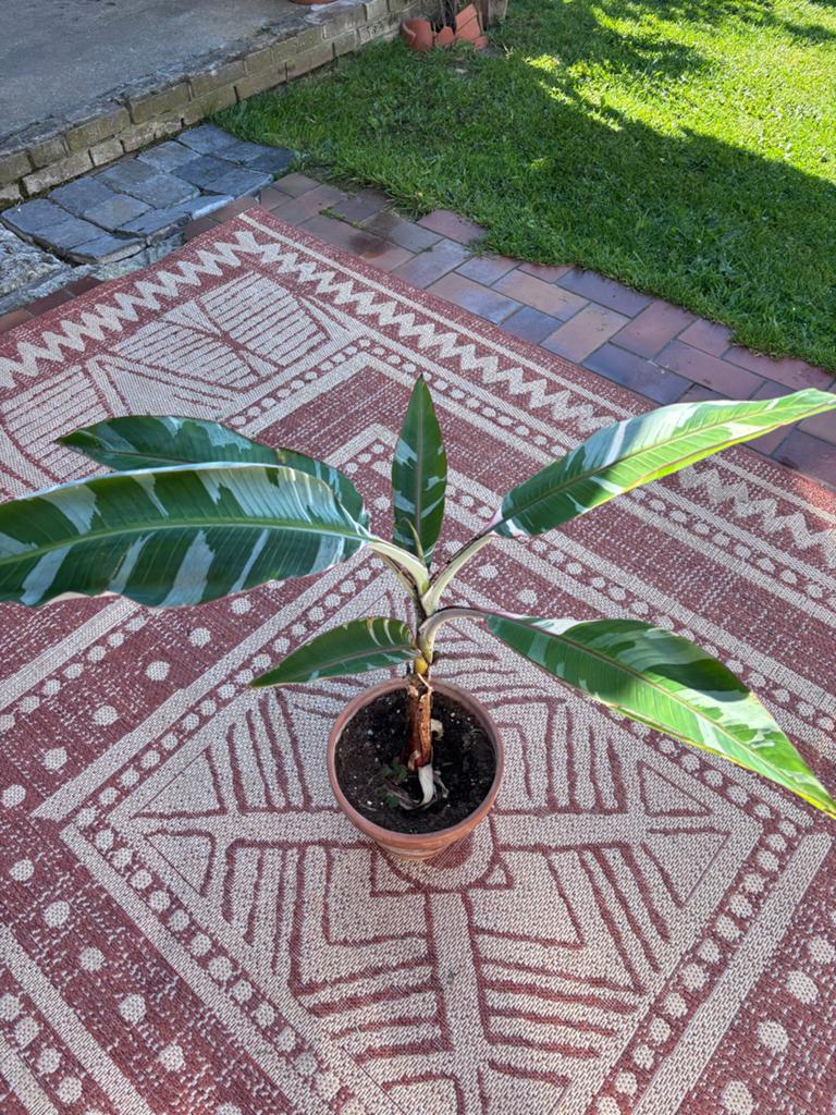 Musa Florida bananenplant - Zeer mooi, 70 cm hoog, Tuin en Terras, Planten | Tuinplanten, Volle zon, Vaste plant, Ophalen of Verzenden