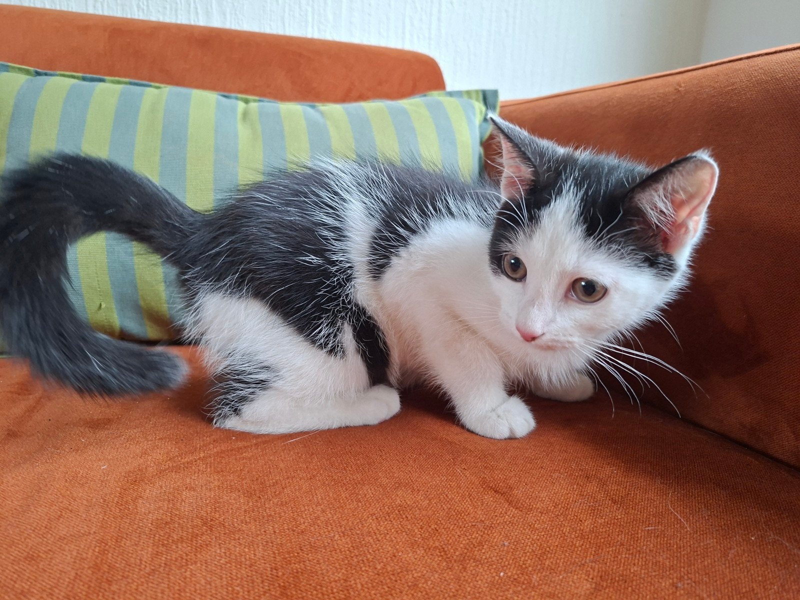 Poes kitten Turkse Angora kruising, Poes, Ontwormd, 0 tot 2 jaar