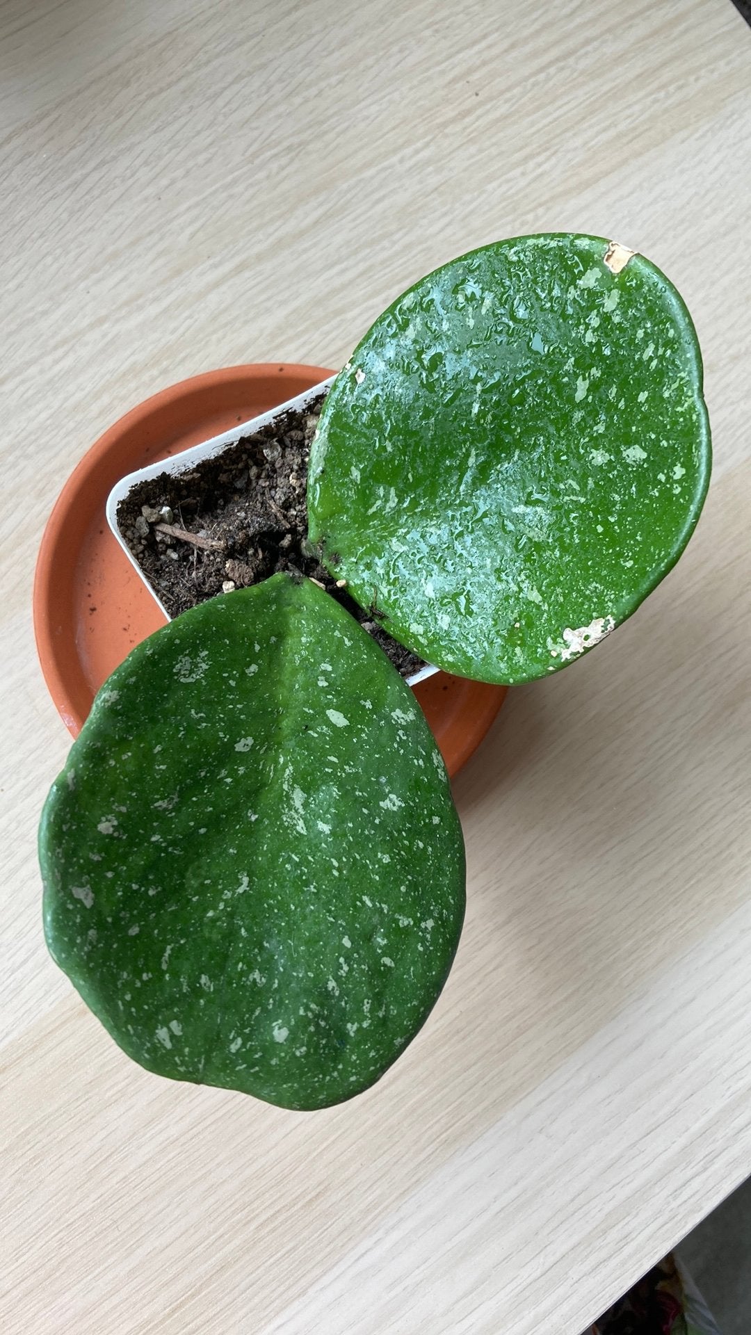 Hoya Obovata splash, Huis en Inrichting, Kamerplanten, Ophalen of Verzenden, Halfschaduw, Minder dan 100 cm