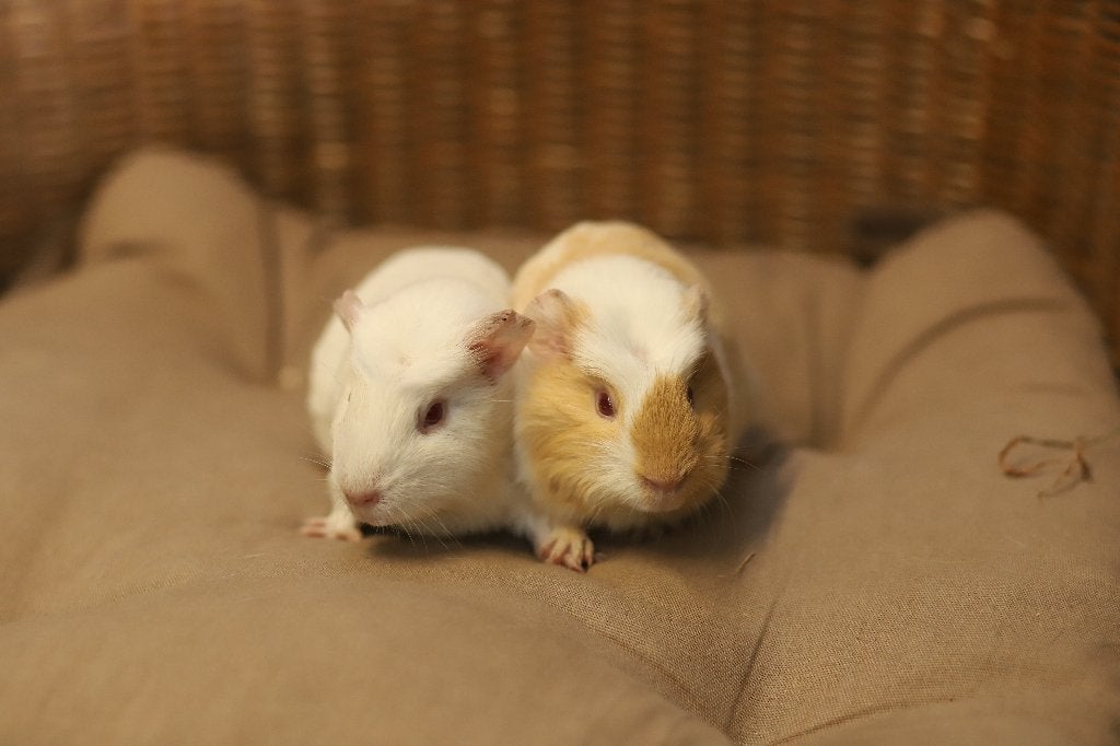 Cavia zeugjes | Jonge cavia's | Gezonde dieren, Dieren en Toebehoren, Knaagdieren, Cavia, Juni, Vrouwelijk, Tam