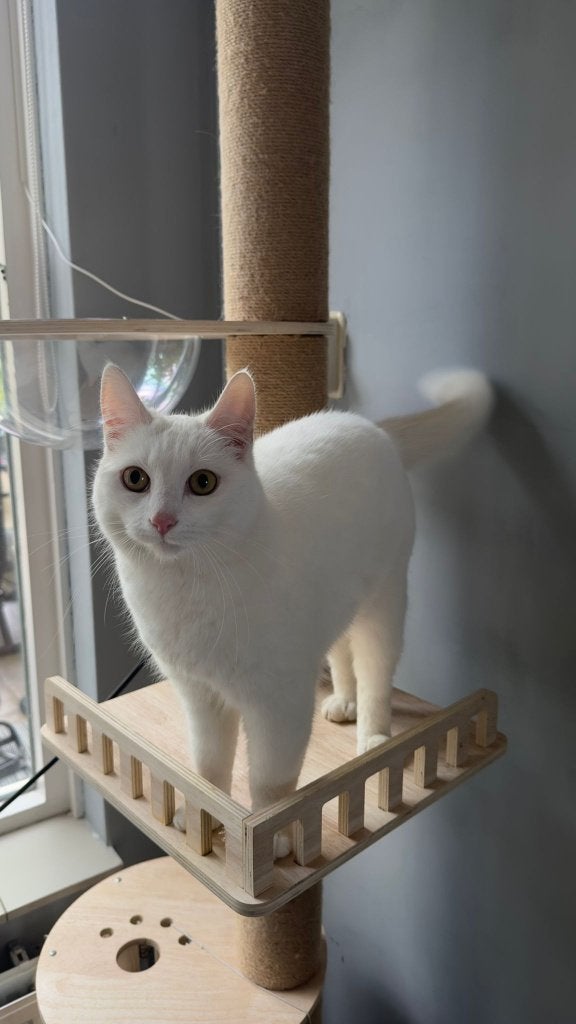 Prachtige witte Turkse Angora poes, Dieren en Toebehoren, Poes, Gechipt, 0 tot 2 jaar