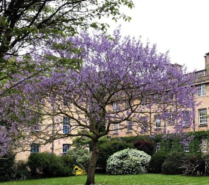 Prachtige jonge boompjes Anna Paulowna, Lente, Minder dan 100 cm, Volle zon, In pot