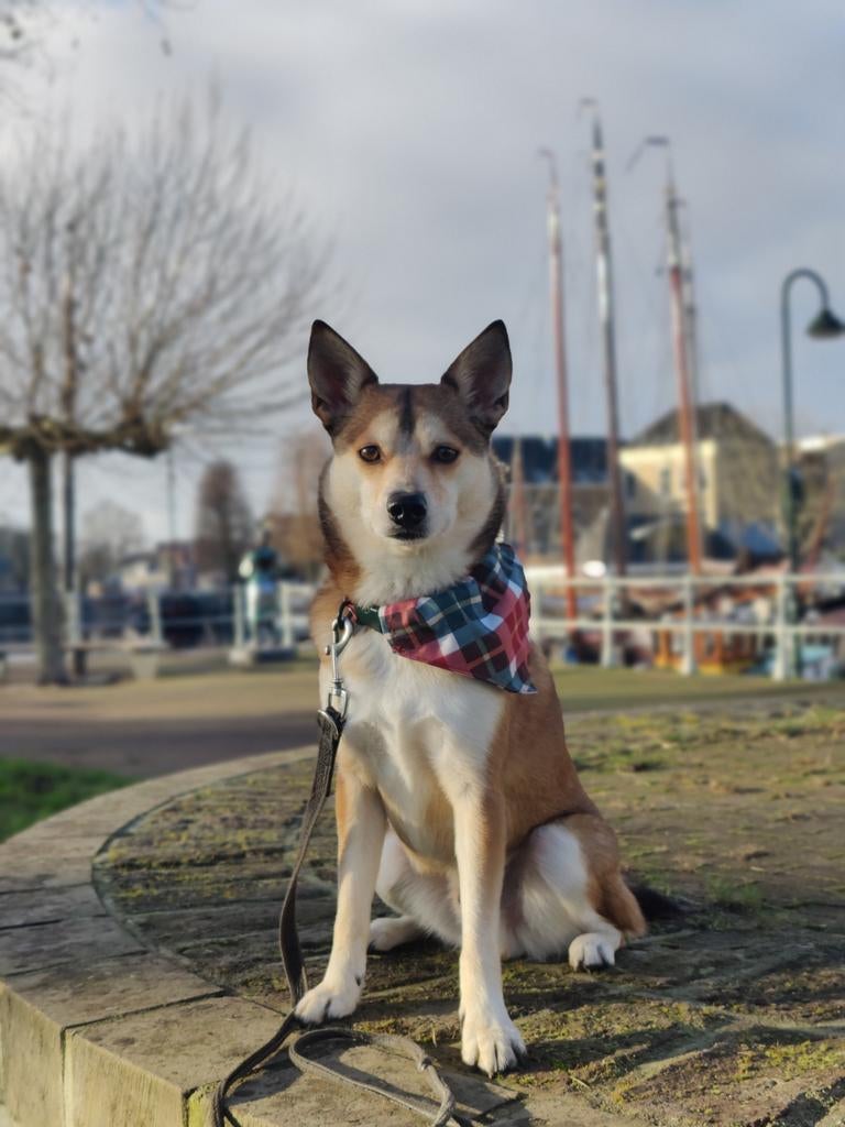 Oppas /deeltijd plekje gezocht voor mn hondje met rugzakje, Dieren en Toebehoren, Parvo, Eén hond, 3 tot 5 jaar, Nederland
